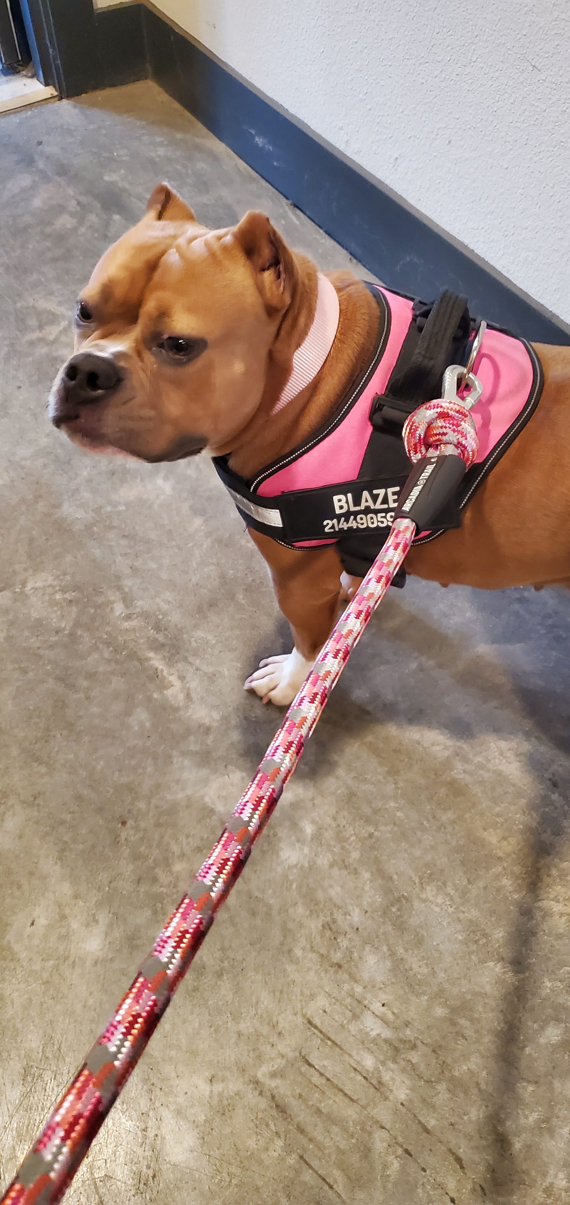 Help Blaze Get Big Bladder Stones Surgery campaign photo, 5 of 8