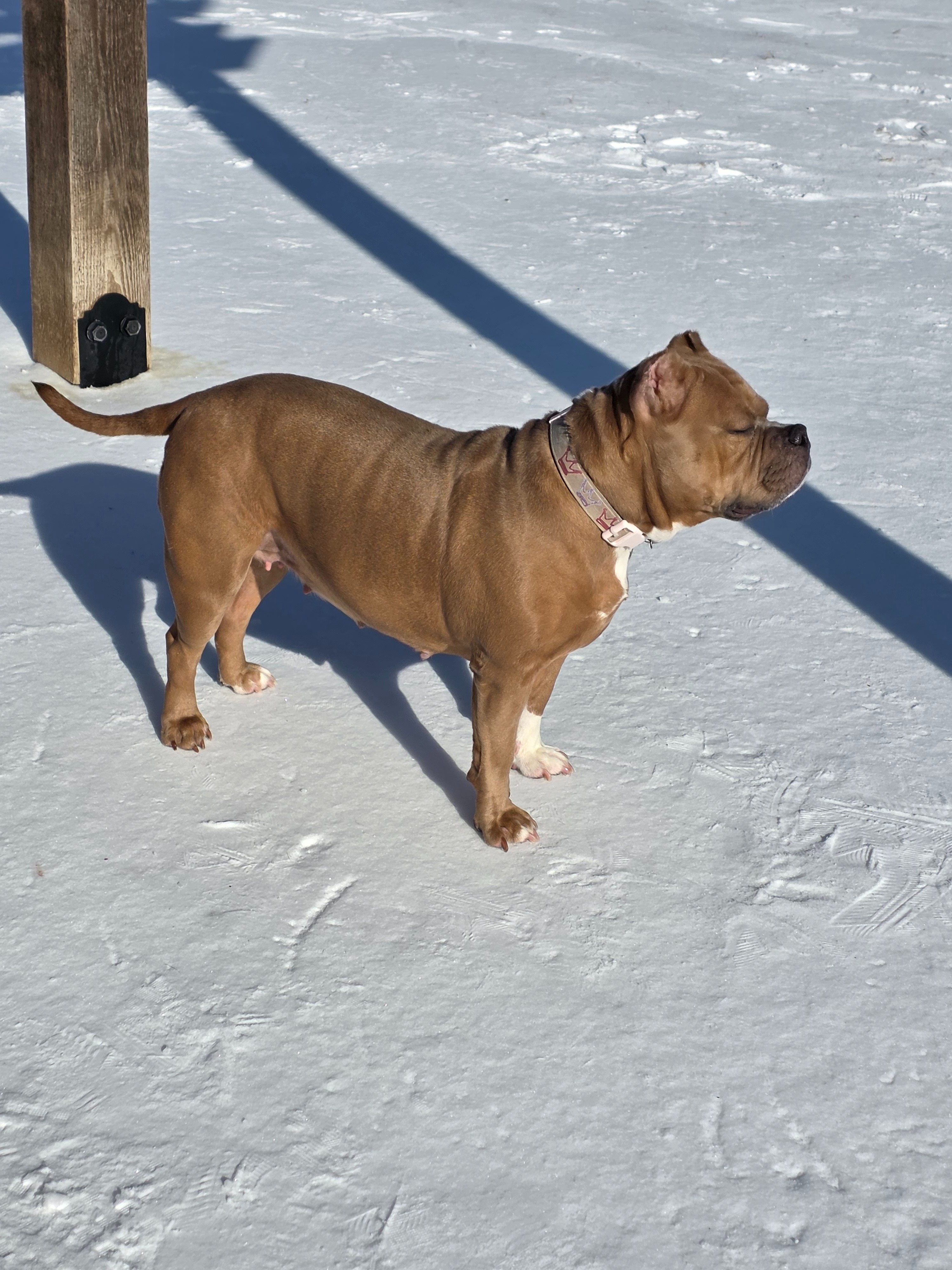 Help Blaze Get Big Bladder Stones Surgery campaign photo, 6 of 8