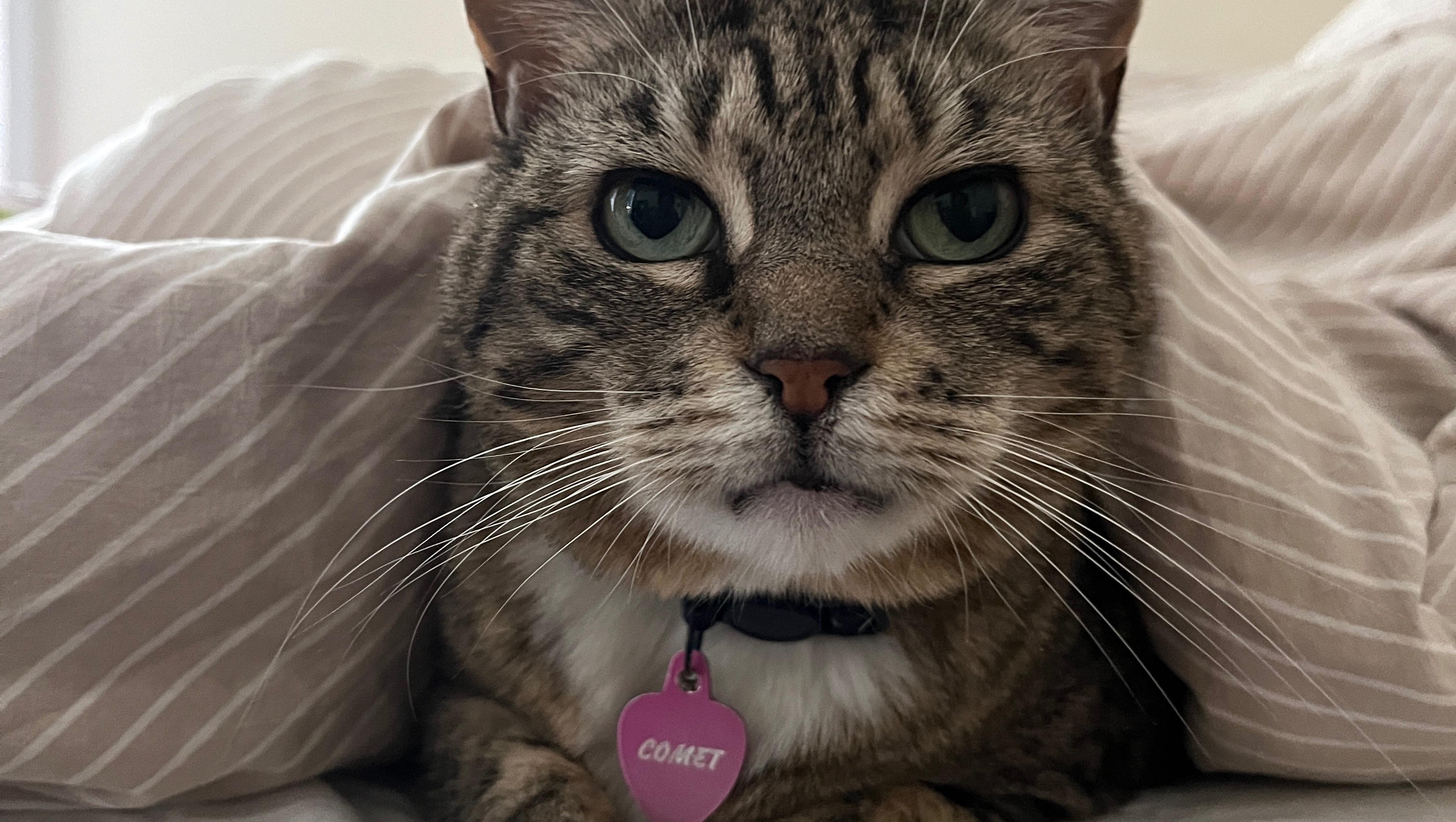 Help Comet Get the Surgery She Needs