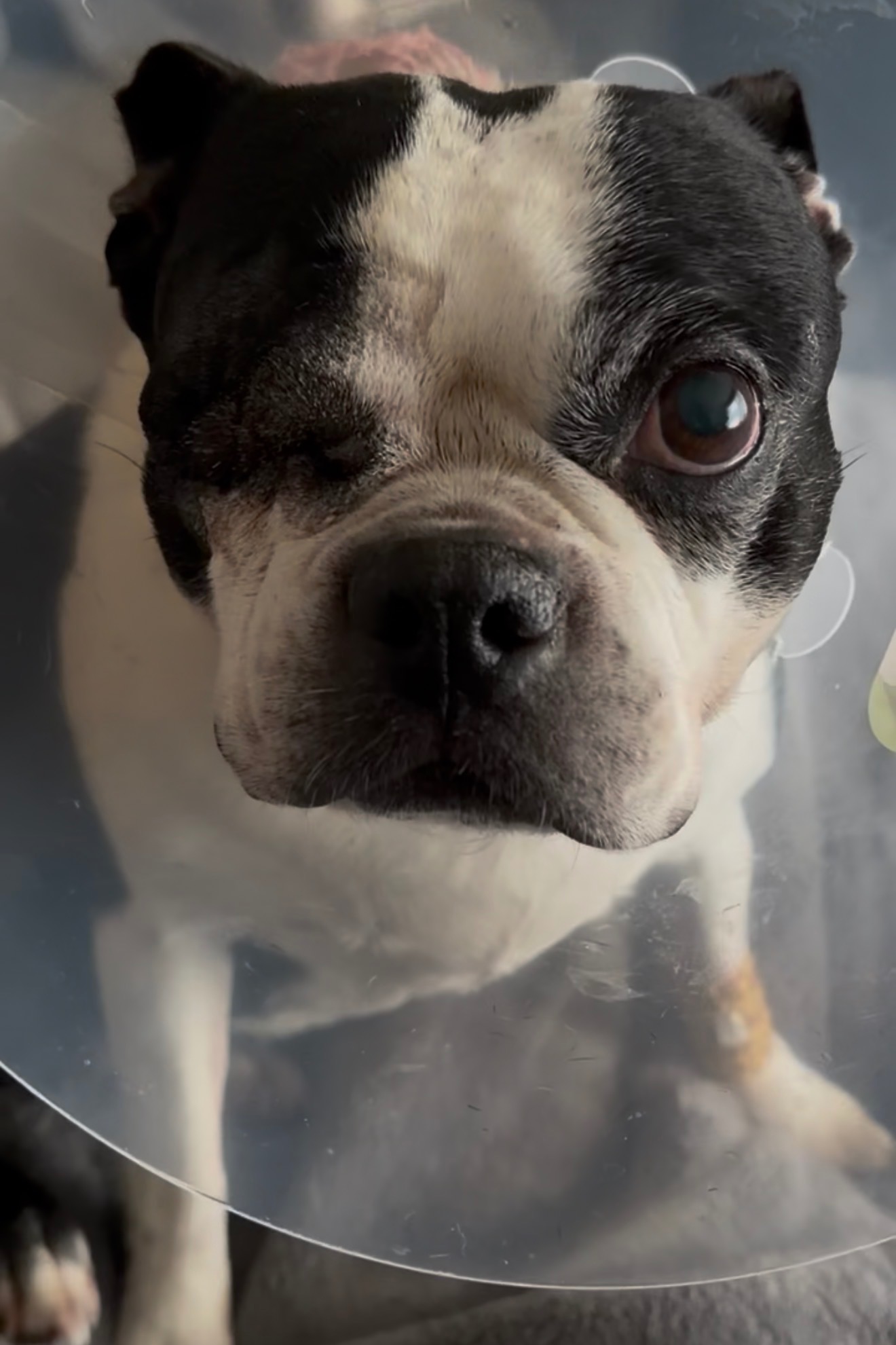 Support Sophie’s Eye Surgery and Recovery campaign photo, 4 of 7