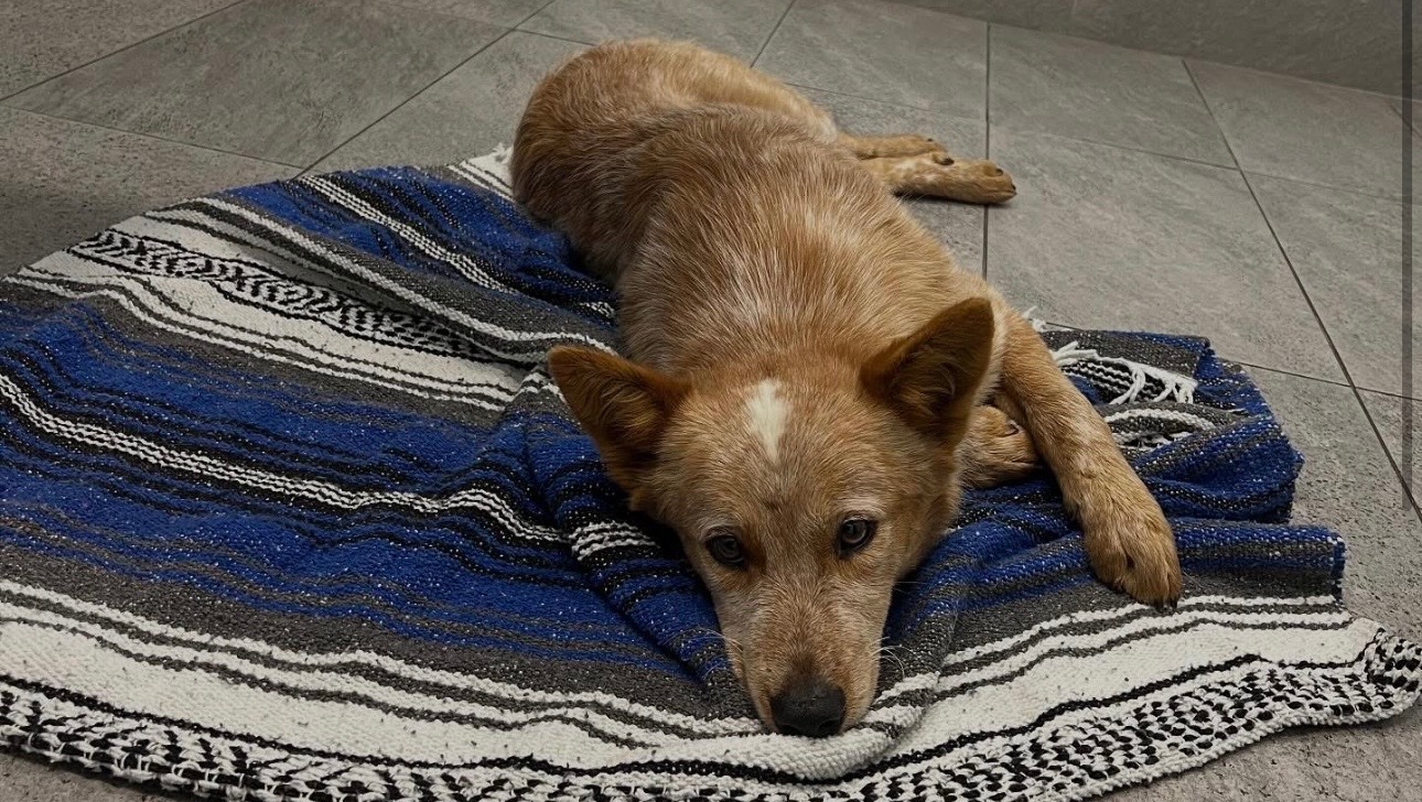 Help Toby Walk Again After Accident photo