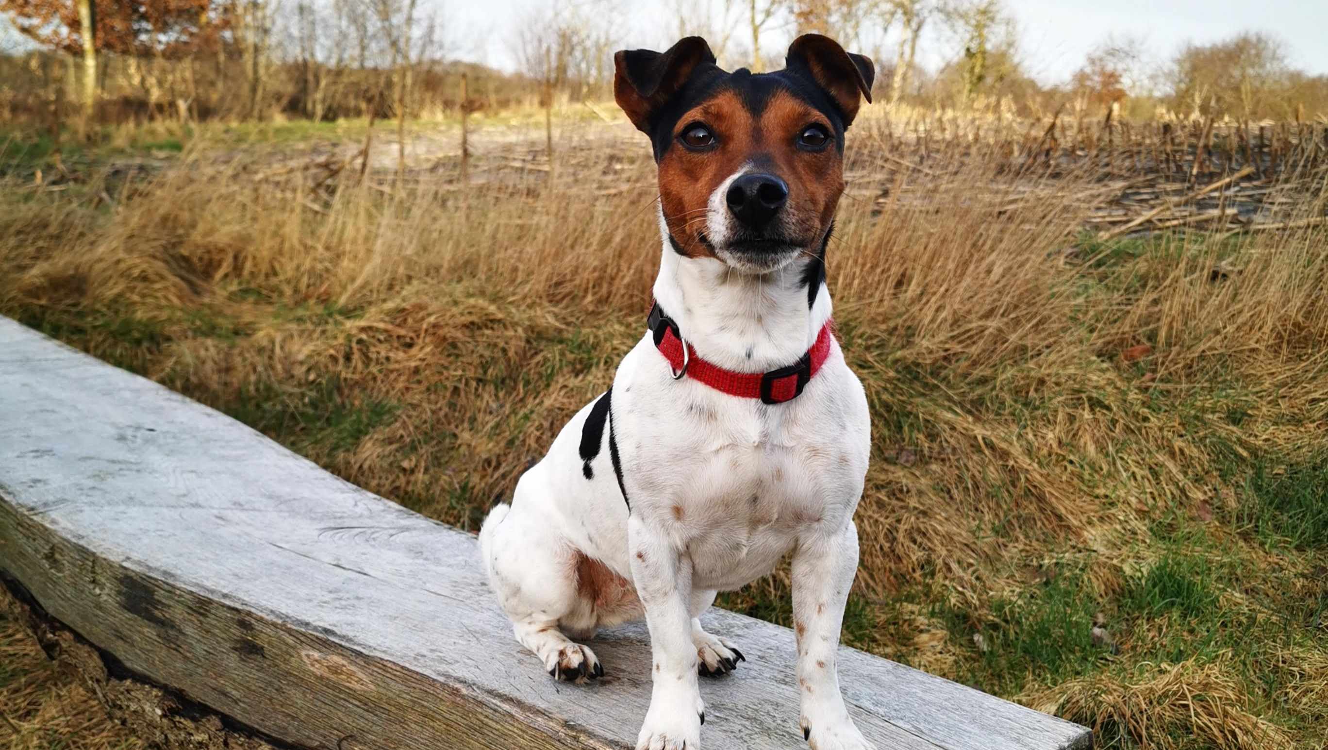Frieda's Zahn OP  photo