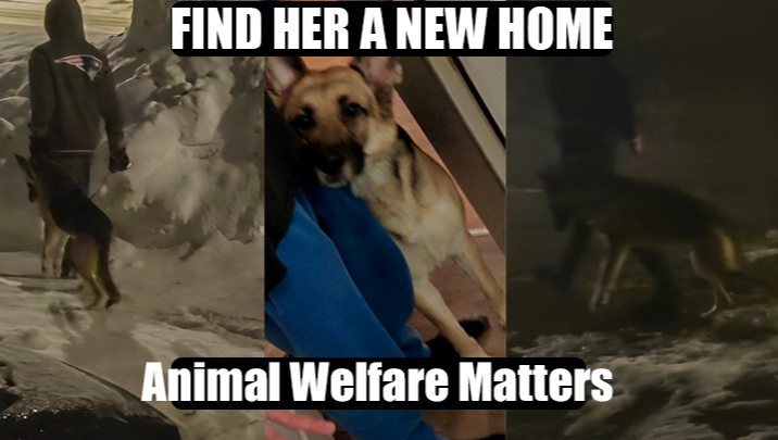 Legal Fees After Helping Abused German Shepherd named Sativa photo