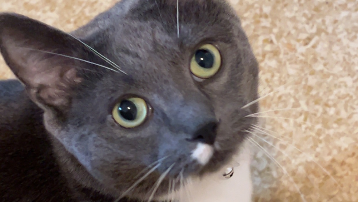 Help Save Mushu: Emergency Vet Care for Our Cat photo