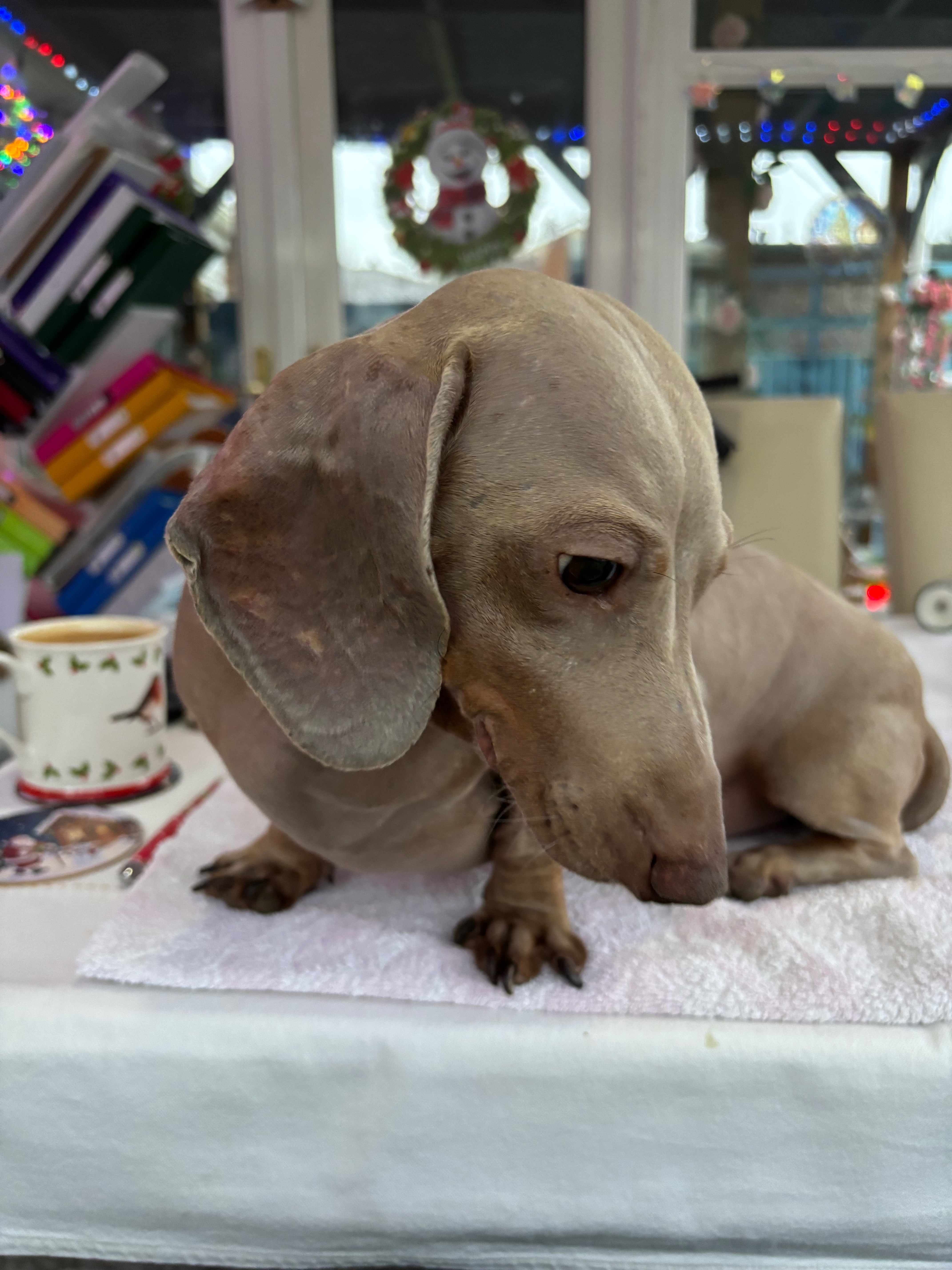 Rory was hit by a car & abandoned & left to die. campaign photo, 7 of 8