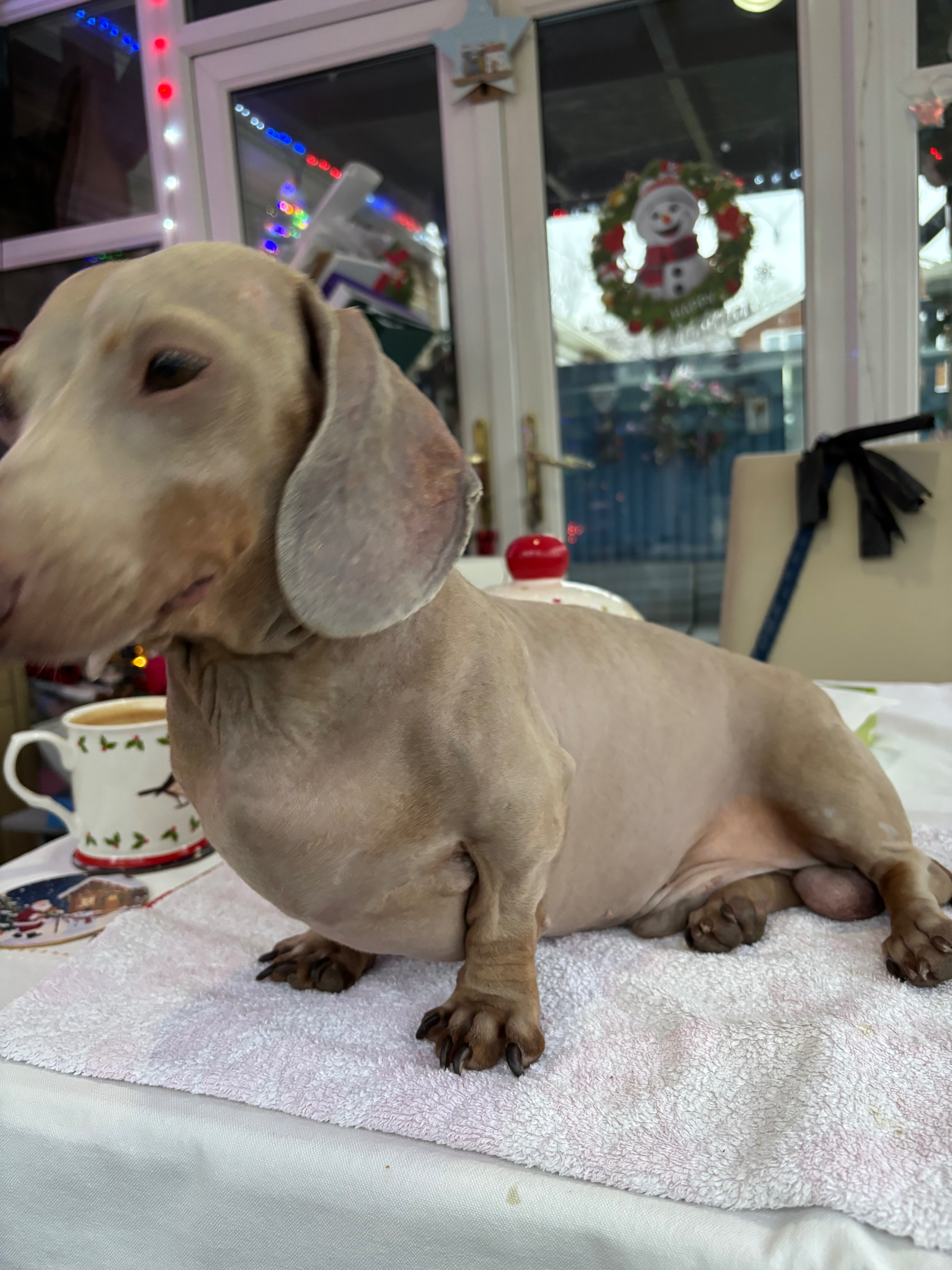 Rory was hit by a car & abandoned & left to die. campaign photo, 2 of 8