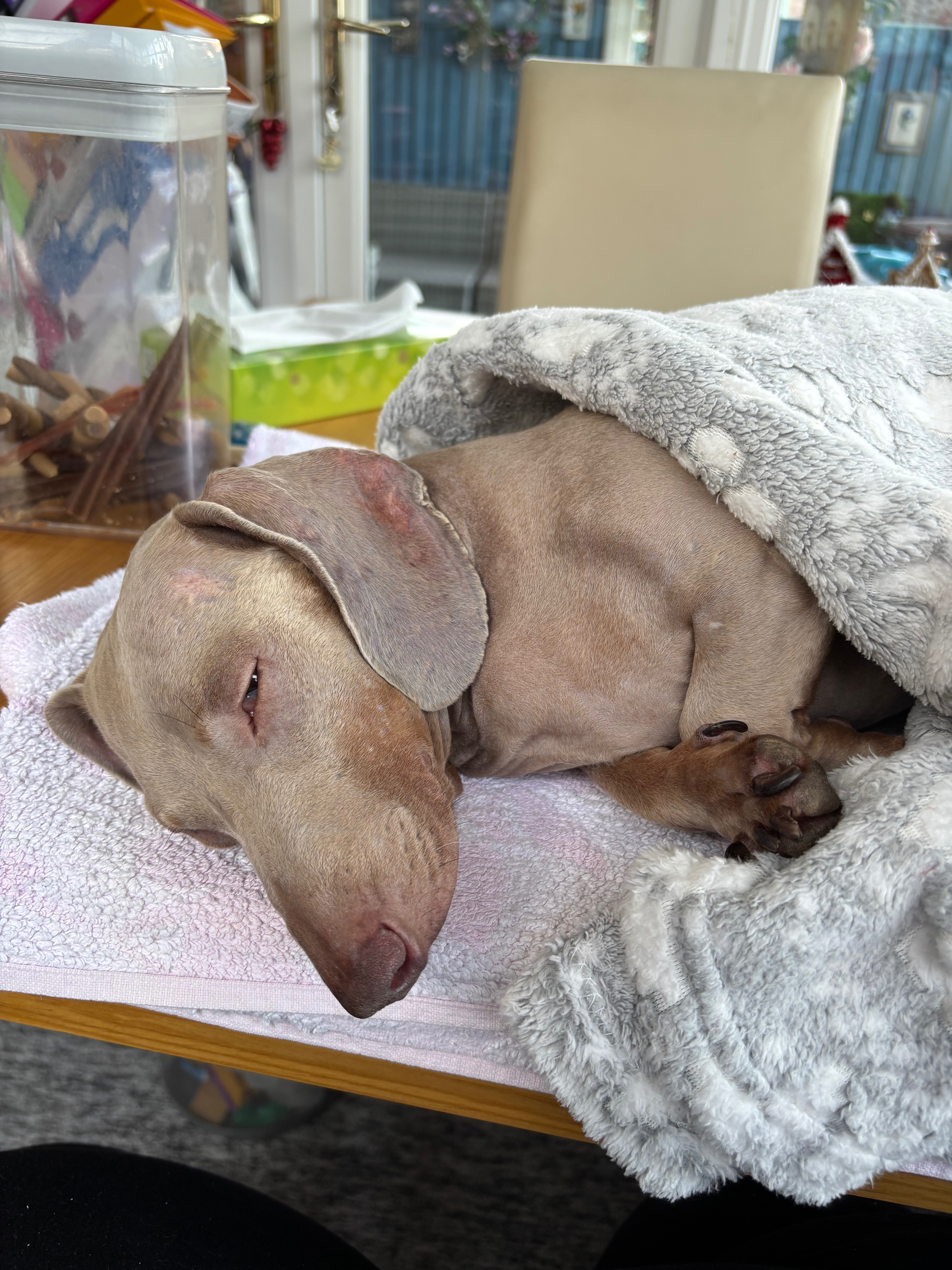 Rory was hit by a car & abandoned & left to die. campaign photo, 6 of 8
