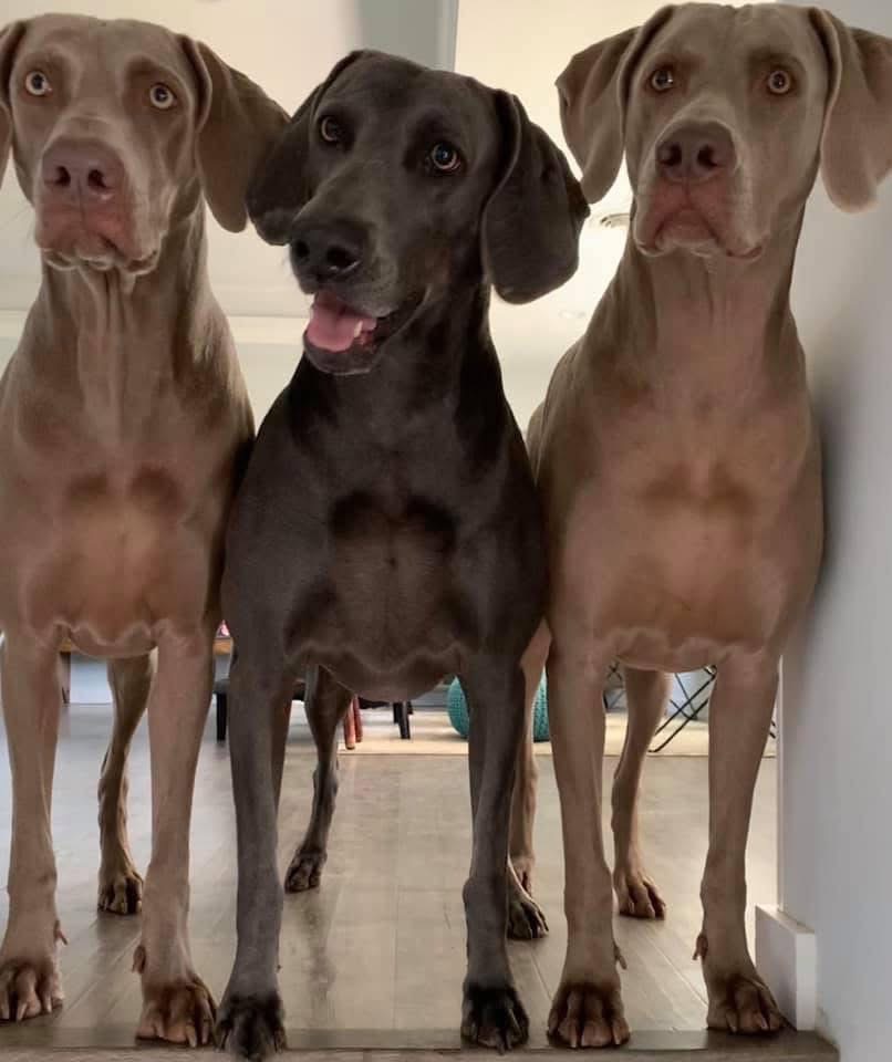 Help Ellie Mae Receive Cancer Surgery and Treatment campaign photo, 5 of 6