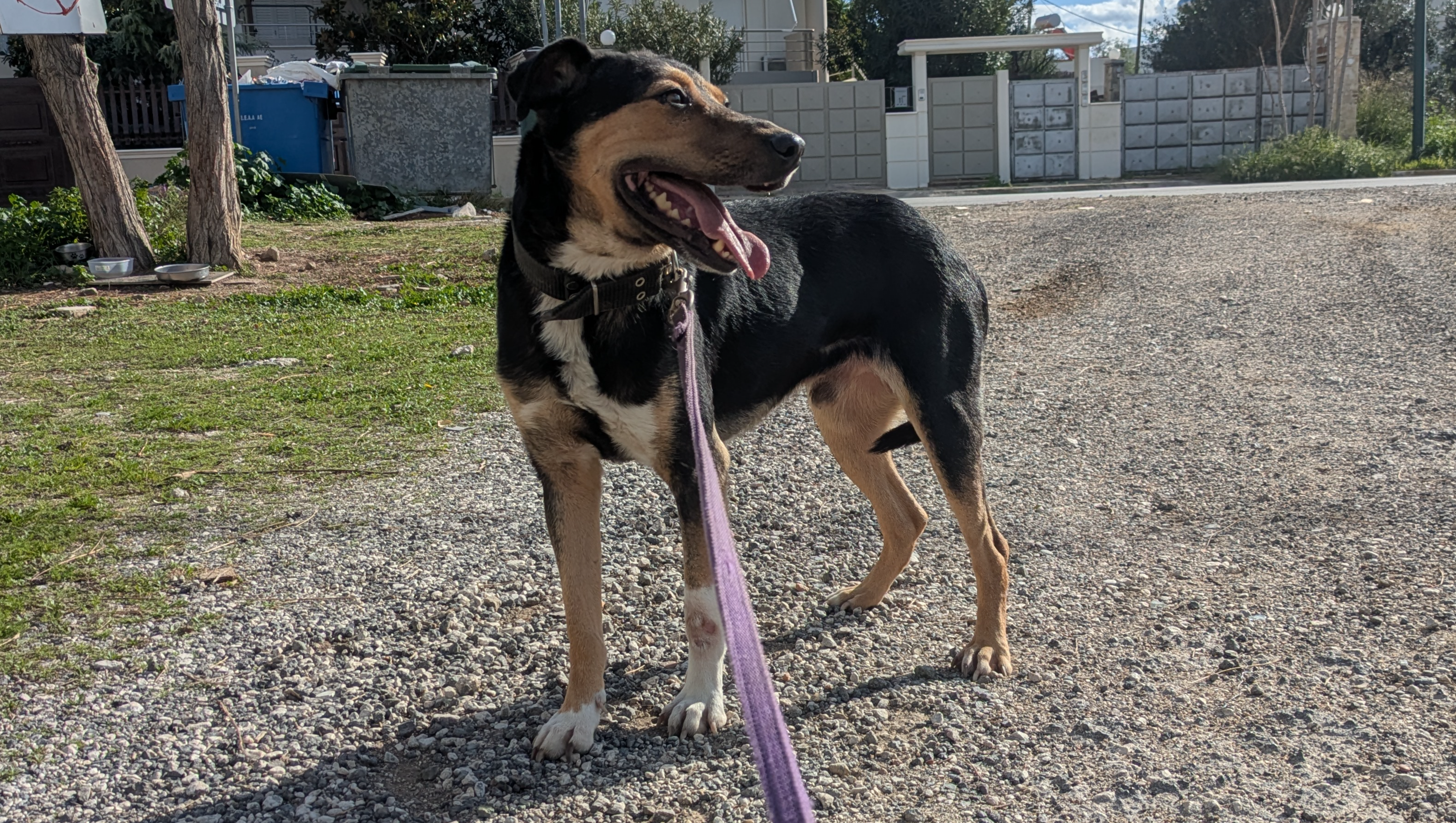 Help Bobby the Greek Rescue Dog Reach Safety