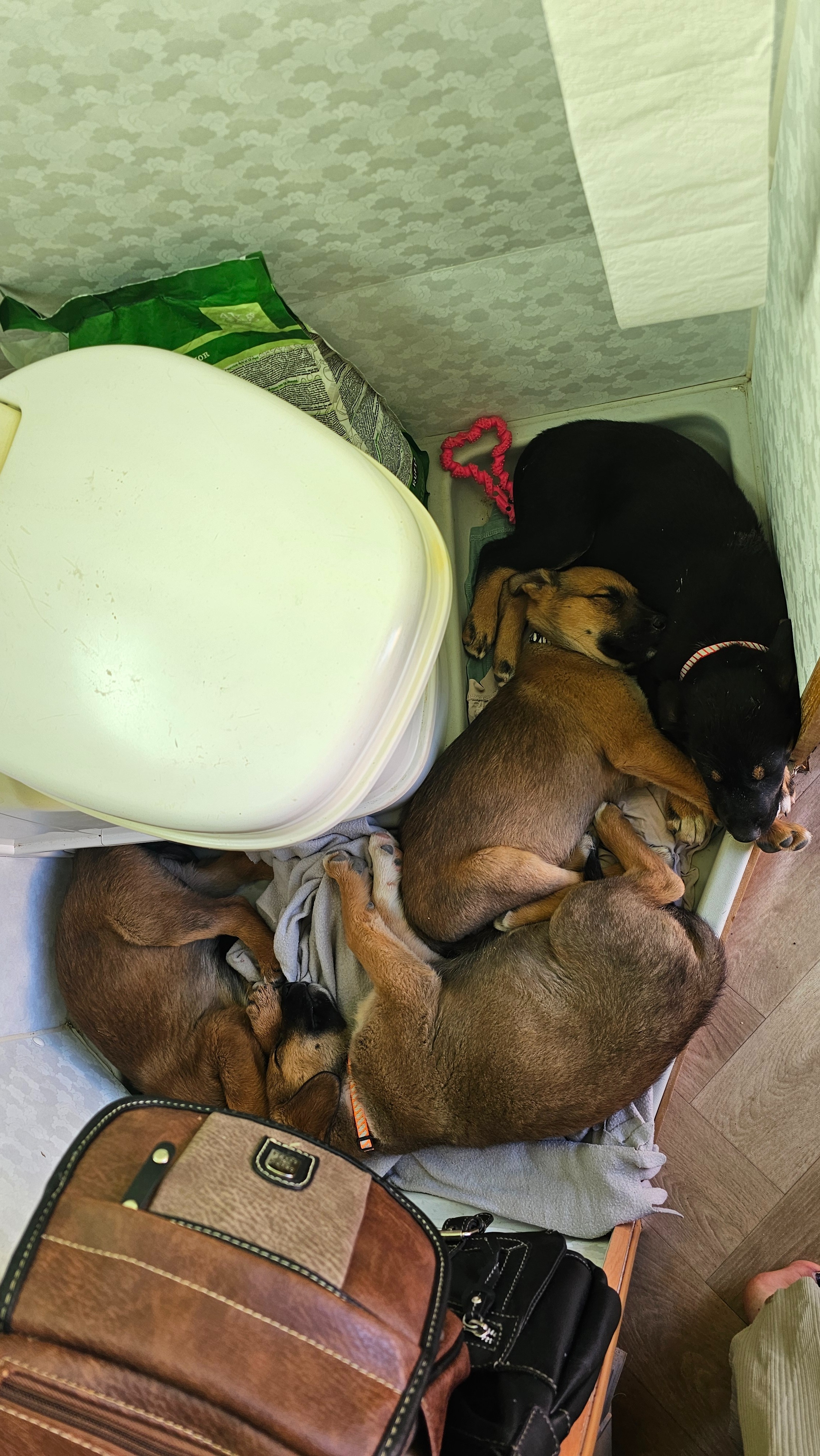 Help the Banana Point Puppies campaign photo, 7 of 8