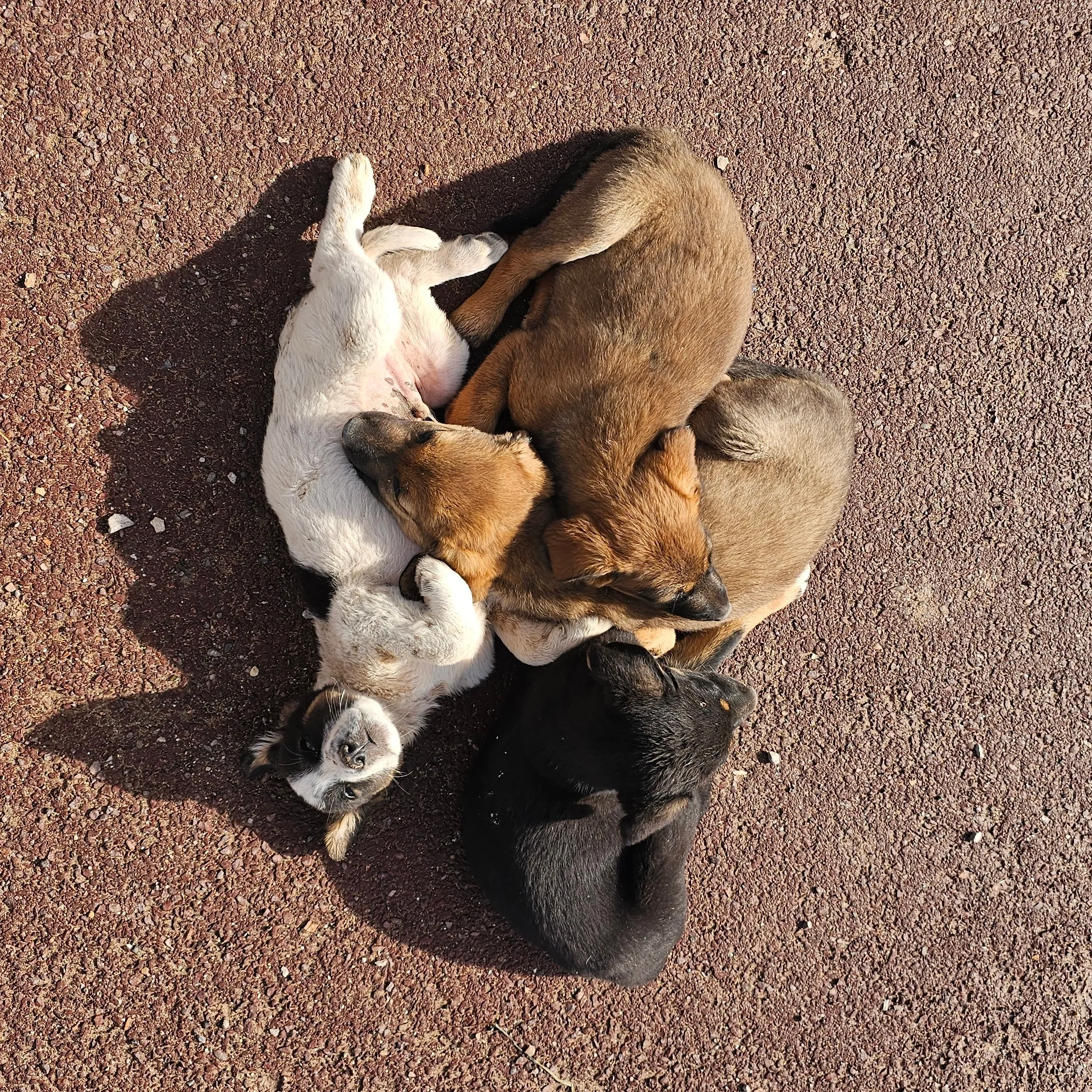 Help the Banana Point Puppies campaign photo, 2 of 8