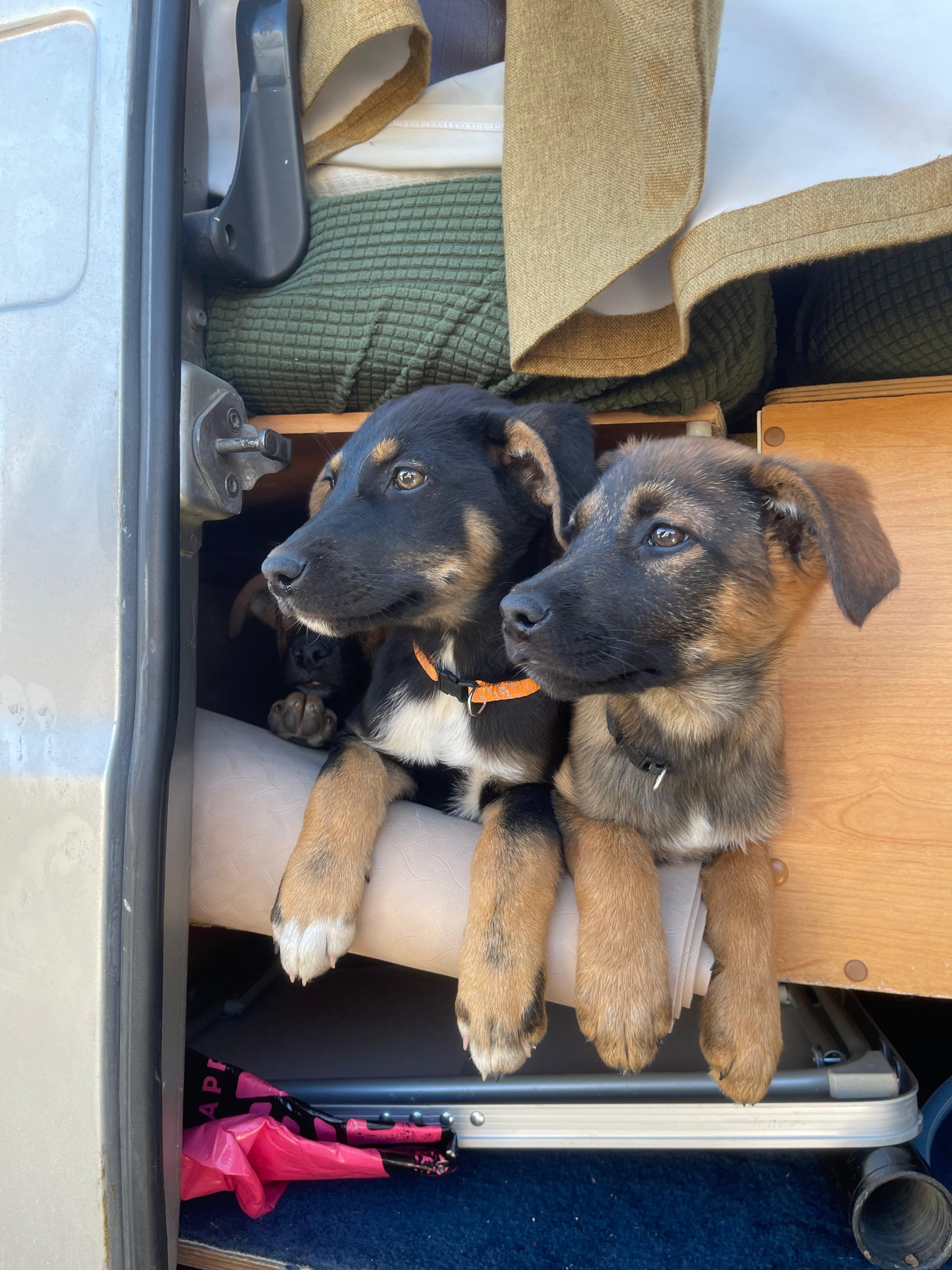 Help the Banana Point Puppies campaign photo, 4 of 8