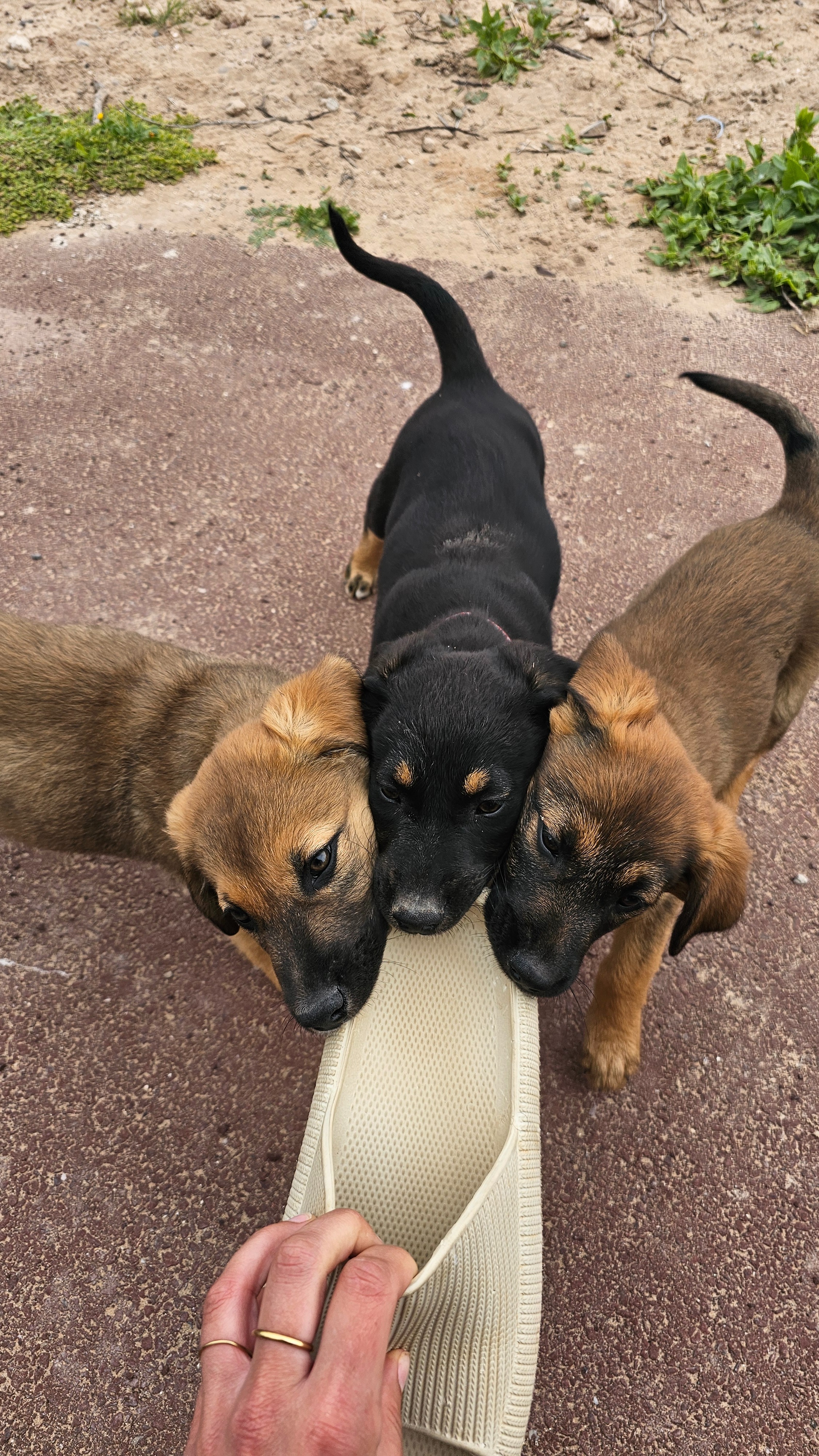 Help the Banana Point Puppies campaign photo, 5 of 8