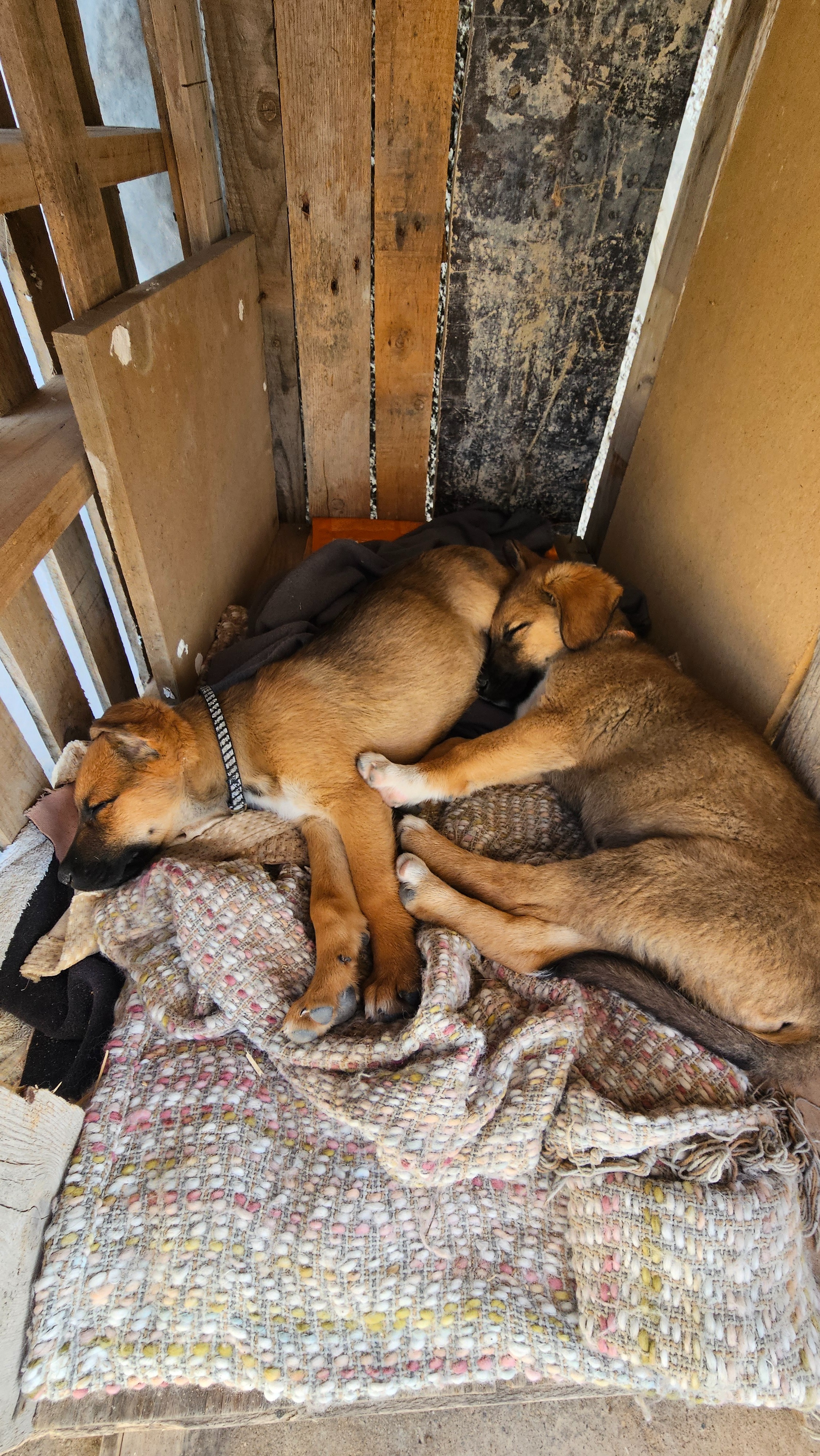 Help the Banana Point Puppies campaign photo, 6 of 8