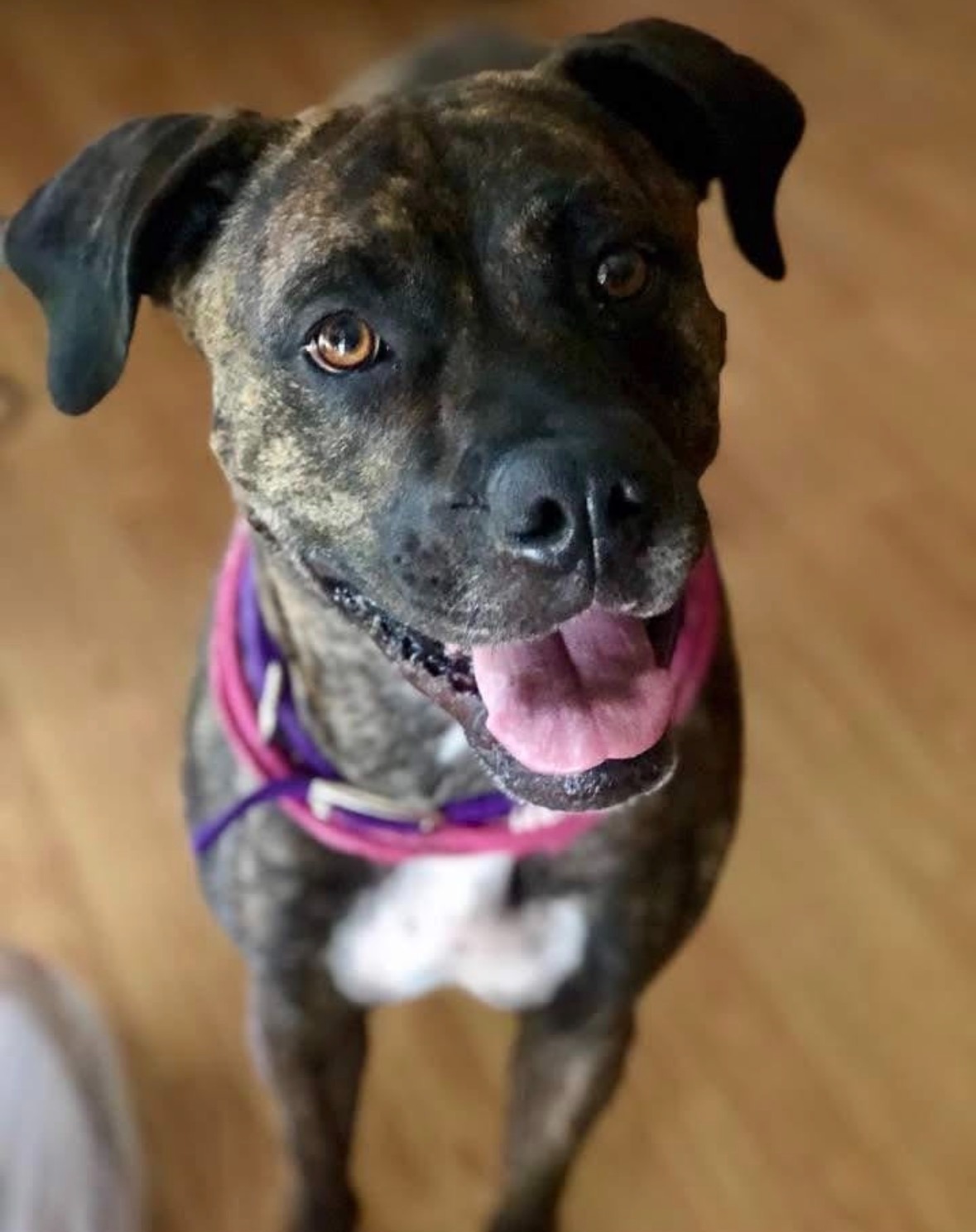 Help Save Lucy—My Best Friend Needs Emergency Care campaign photo, 7 of 8