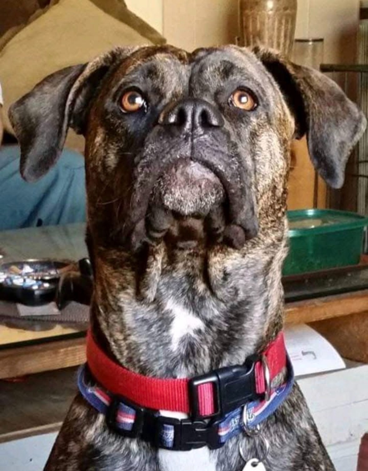 Help Save Lucy—My Best Friend Needs Emergency Care campaign photo, 4 of 8