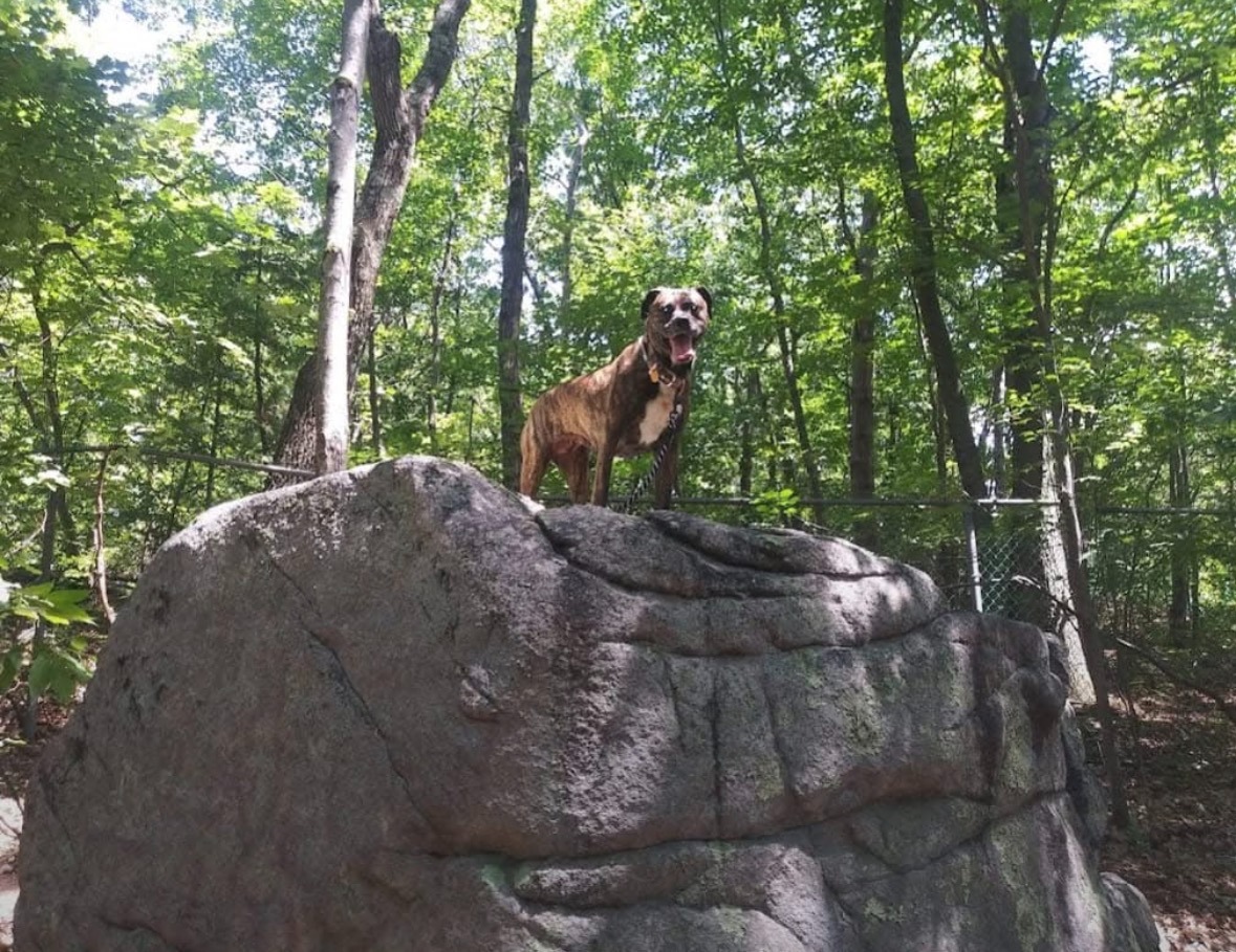 Help Save Lucy—My Best Friend Needs Emergency Care campaign photo, 5 of 8