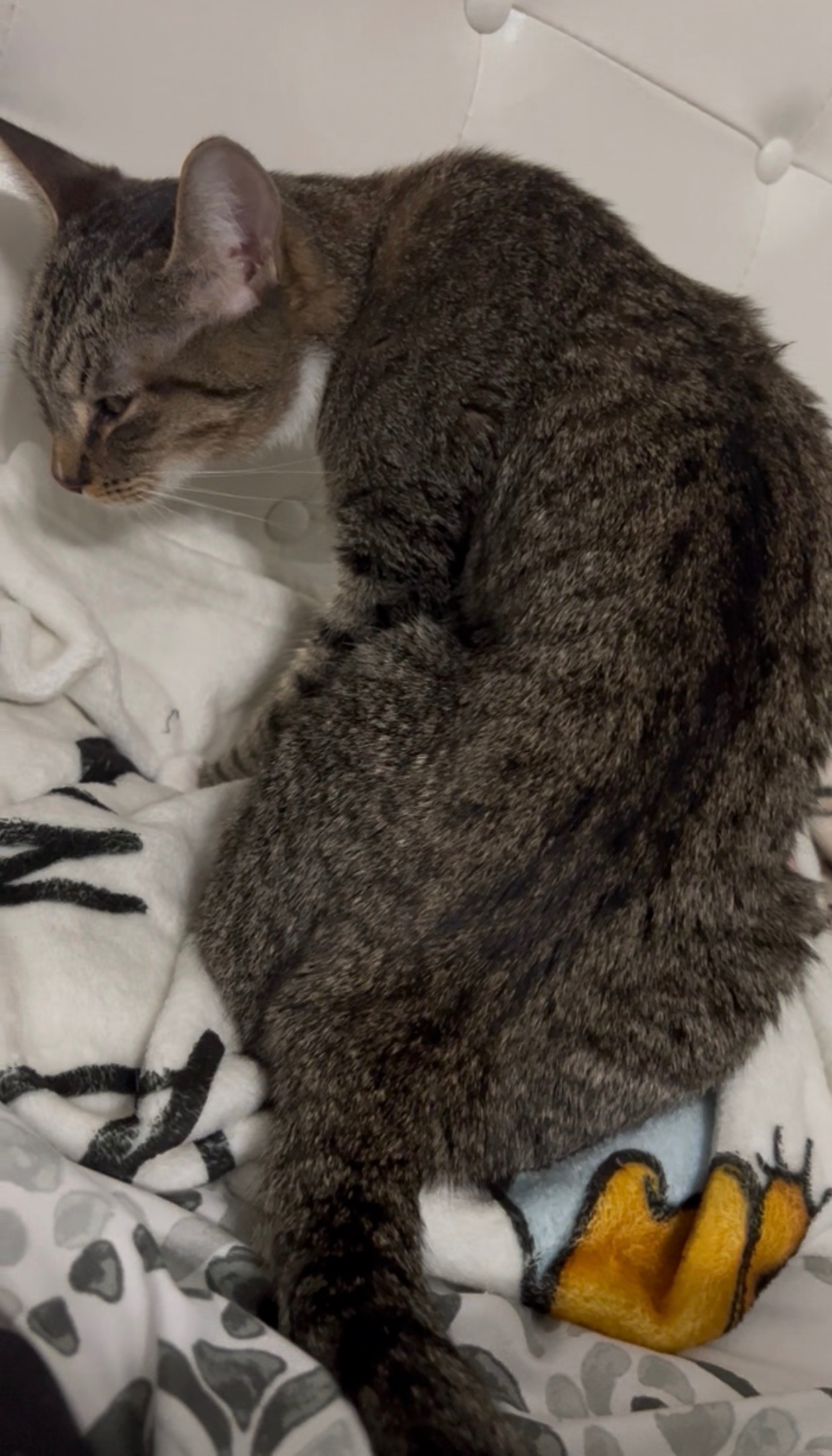 Help Minnie with Her Emergency Surgery, Pyometra Awareness campaign photo, 5 of 6