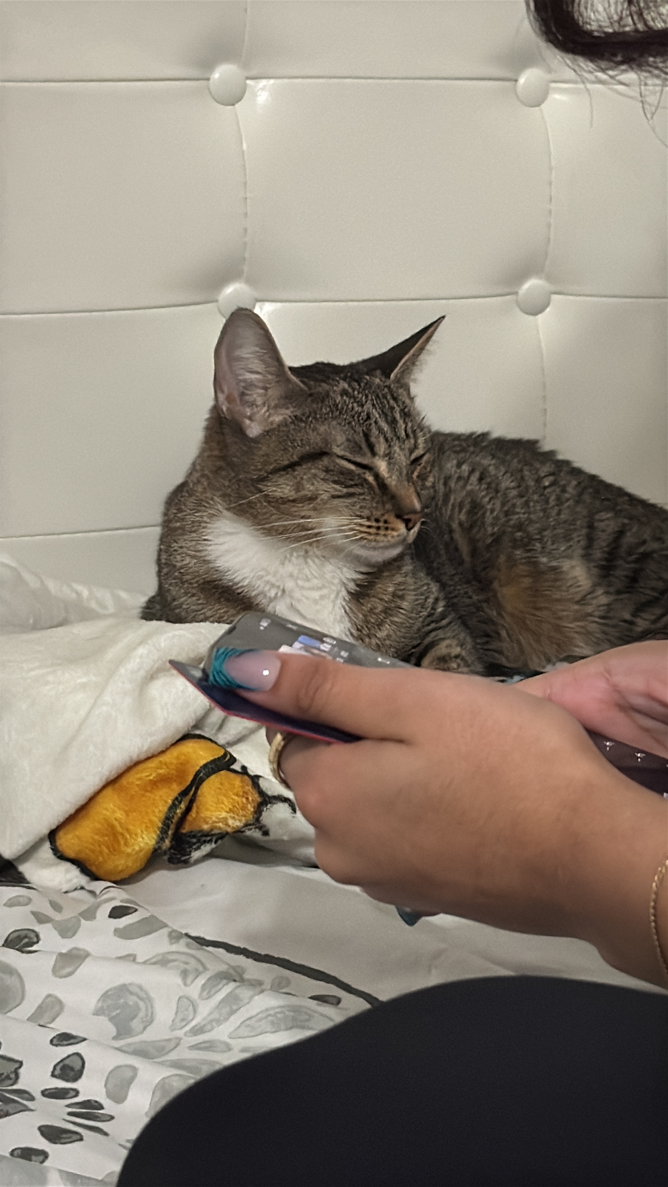Help Minnie with Her Emergency Surgery, Pyometra Awareness campaign photo, 2 of 6