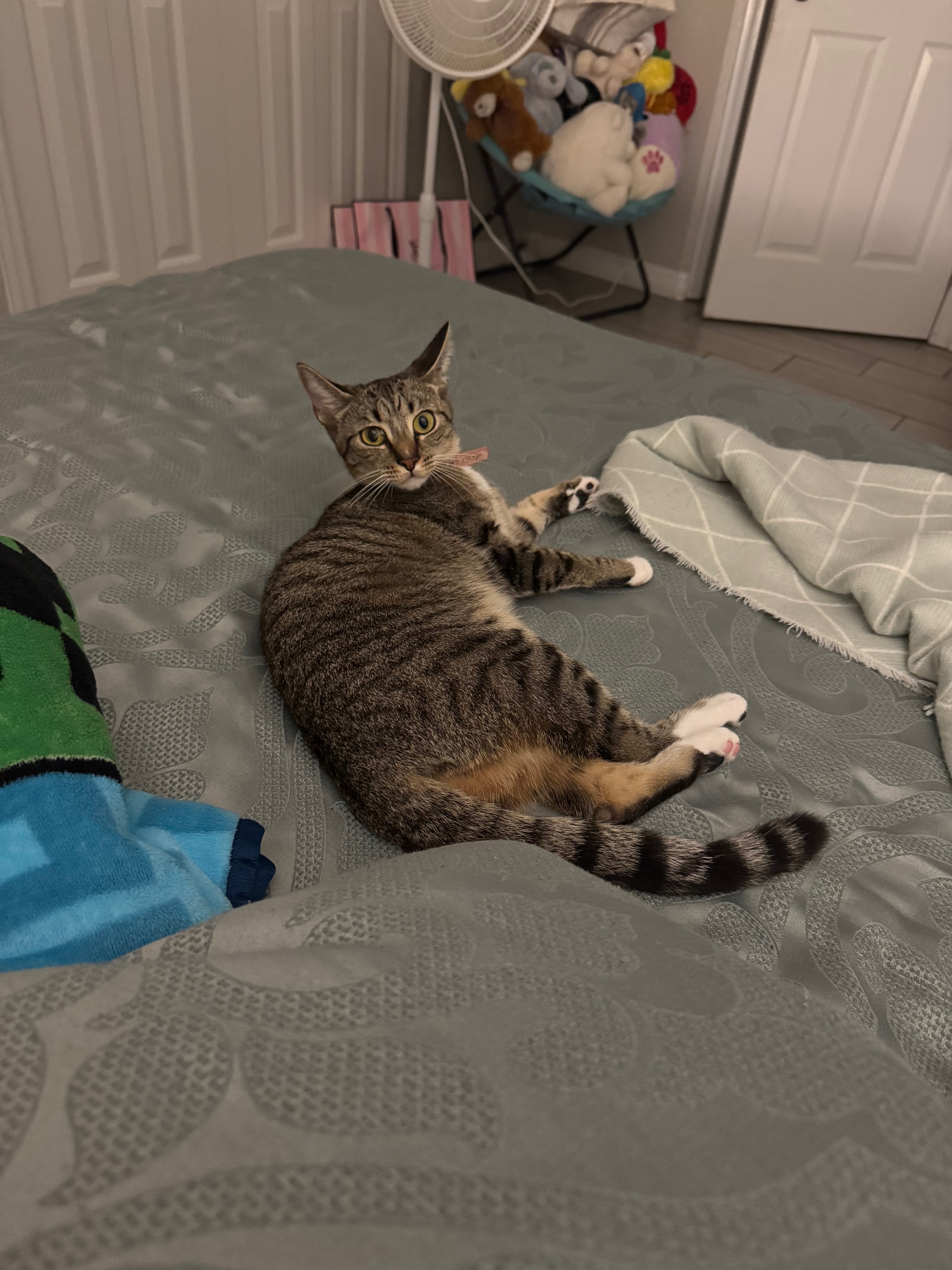 Help Minnie with Her Emergency Surgery, Pyometra Awareness campaign photo, 4 of 6
