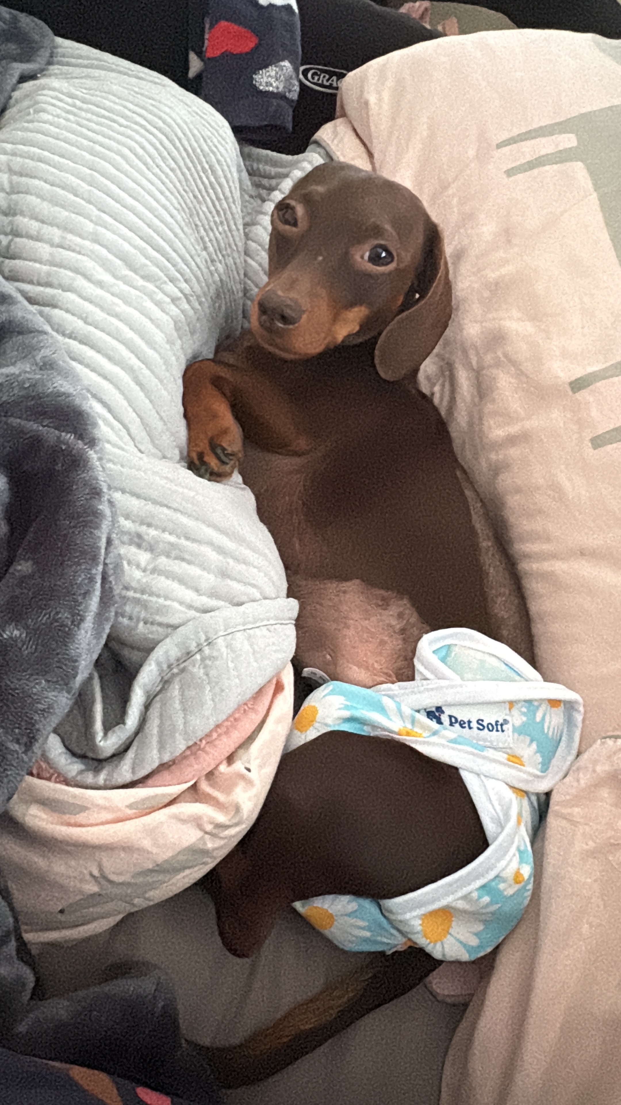 paralysed IVDD mini Dachshund seeks wheels  campaign photo, 7 of 8