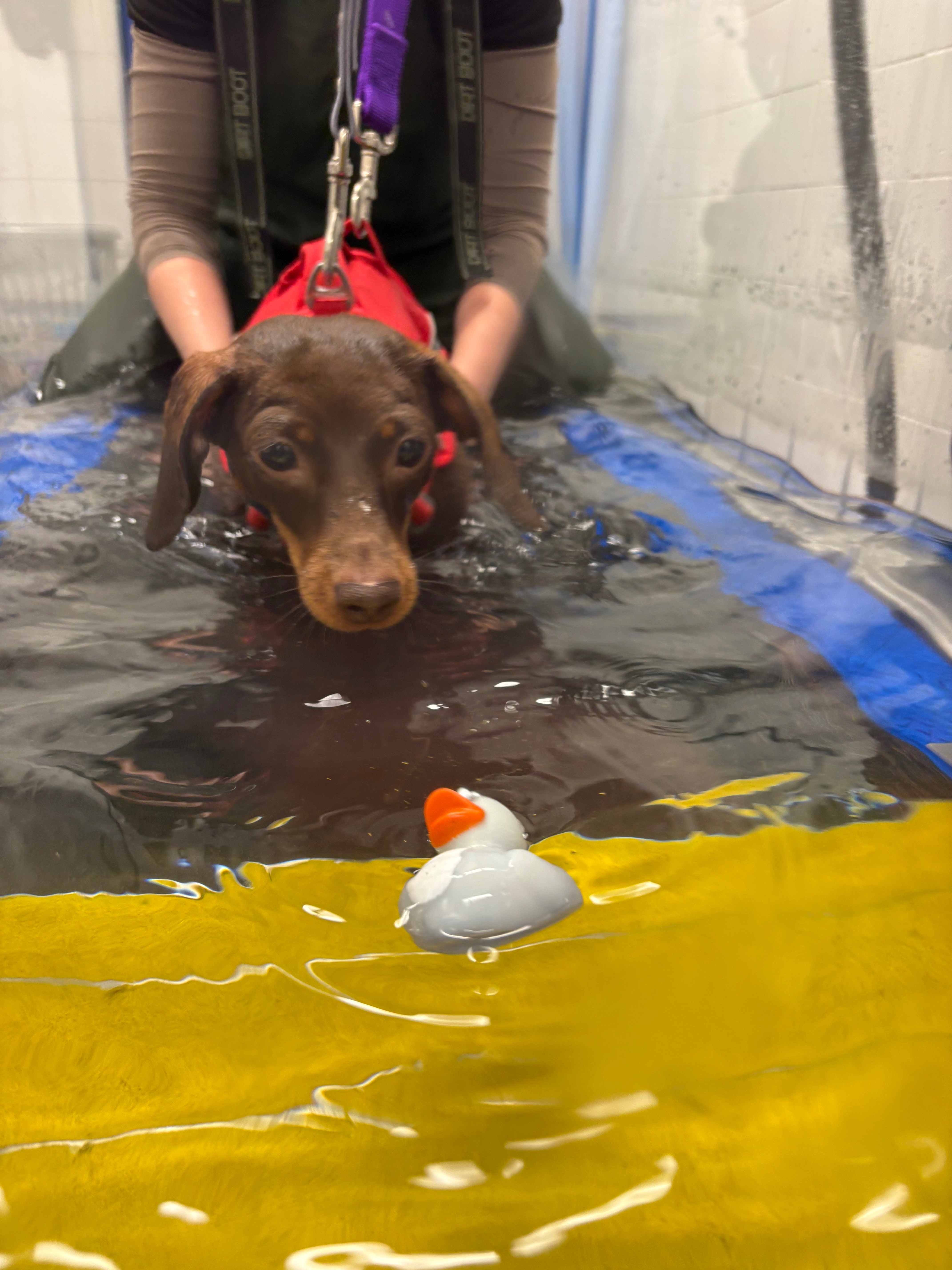 paralysed IVDD mini Dachshund seeks wheels  campaign photo, 2 of 8