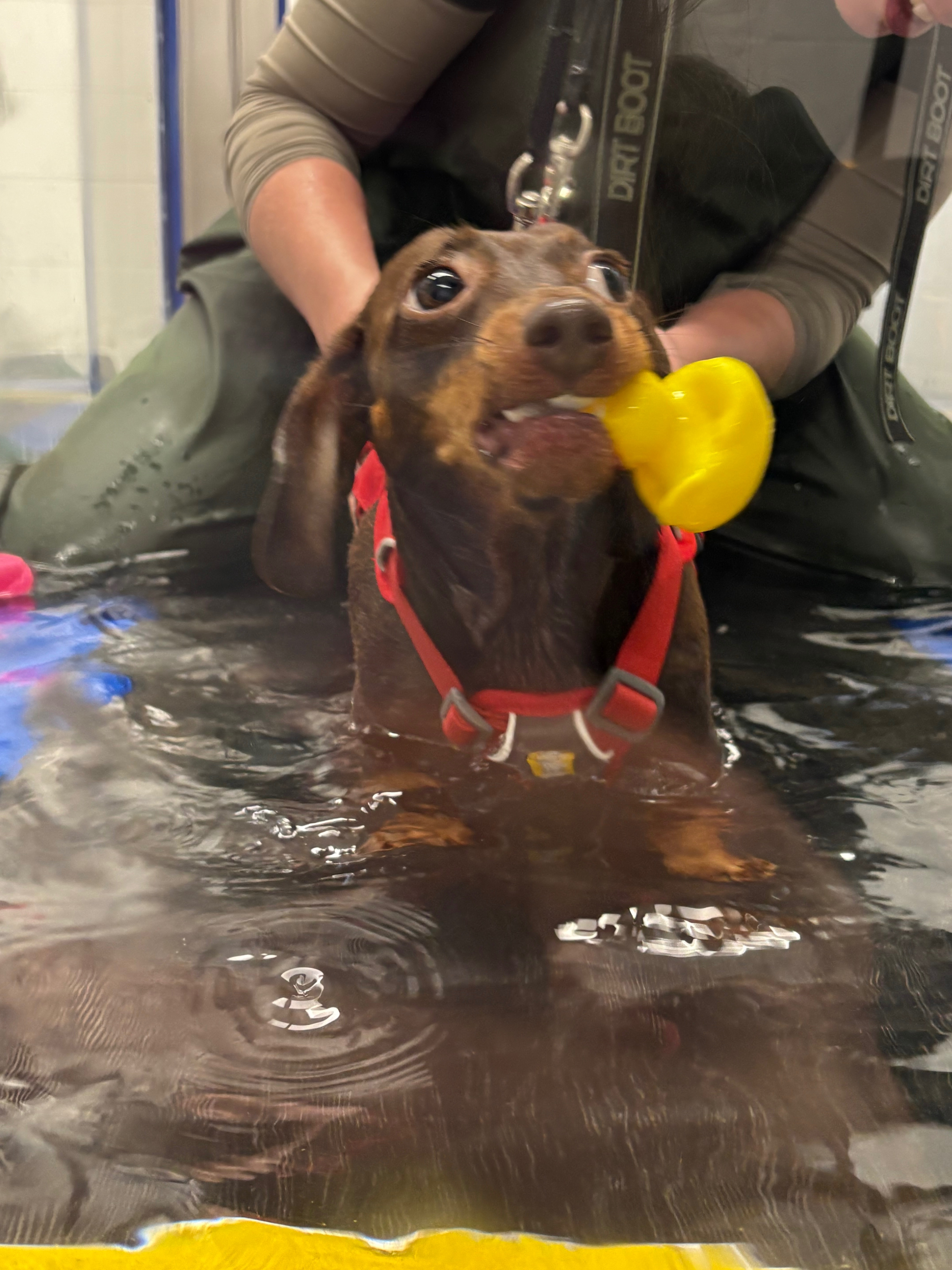 paralysed IVDD mini Dachshund seeks wheels  campaign photo, 4 of 8