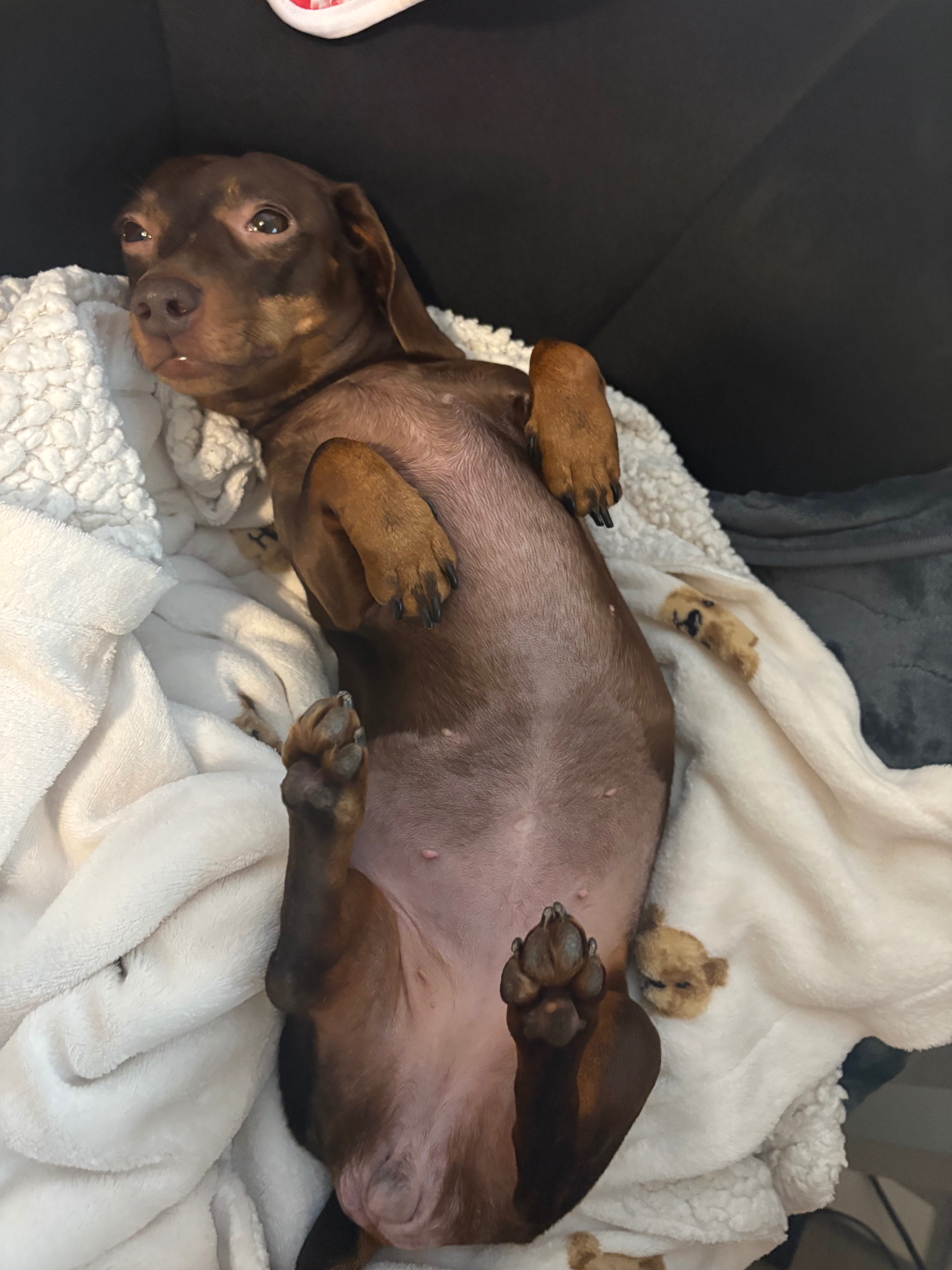 paralysed IVDD mini Dachshund seeks wheels  campaign photo, 5 of 8
