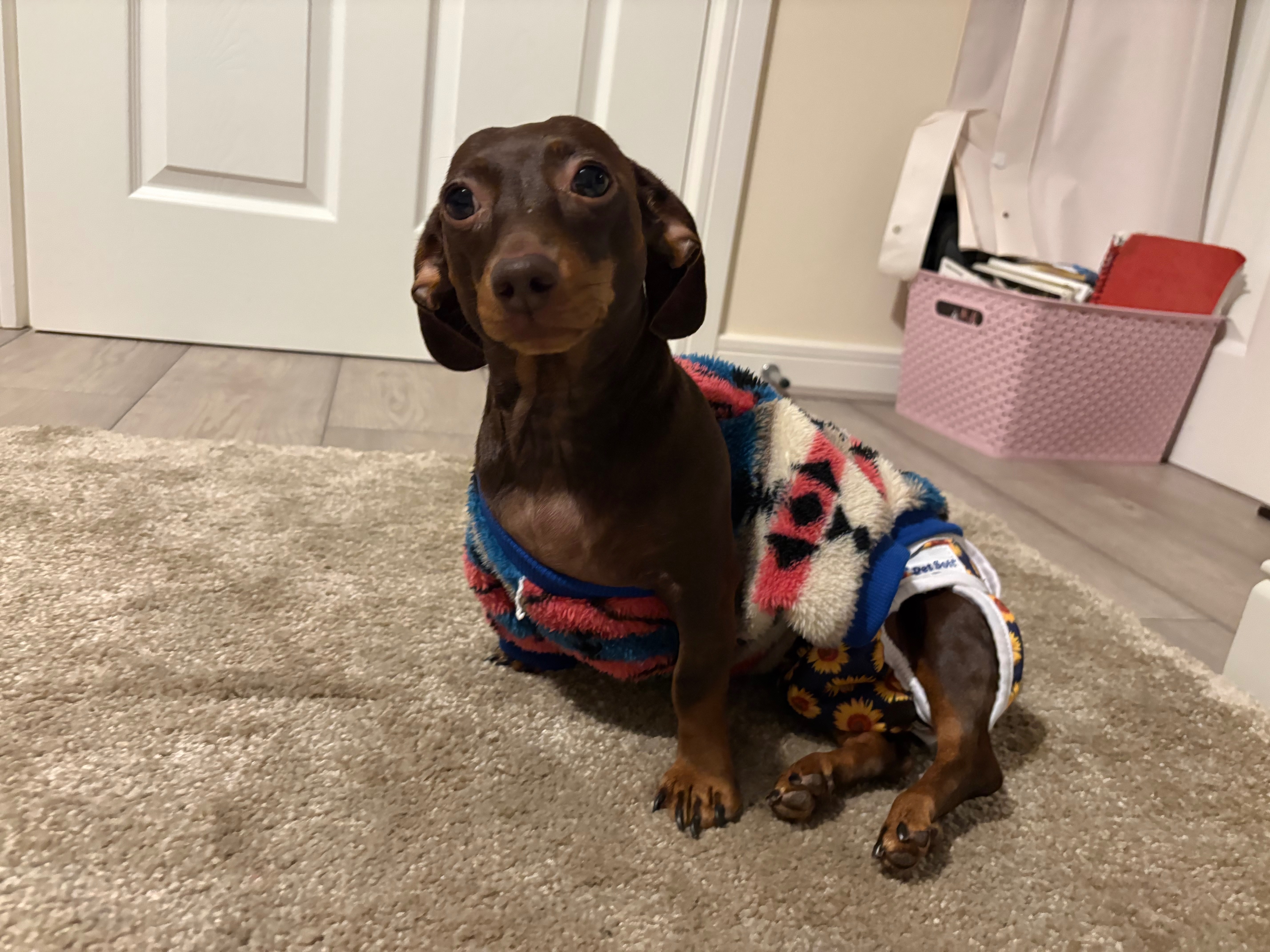 paralysed IVDD mini Dachshund seeks wheels  campaign photo, 6 of 8