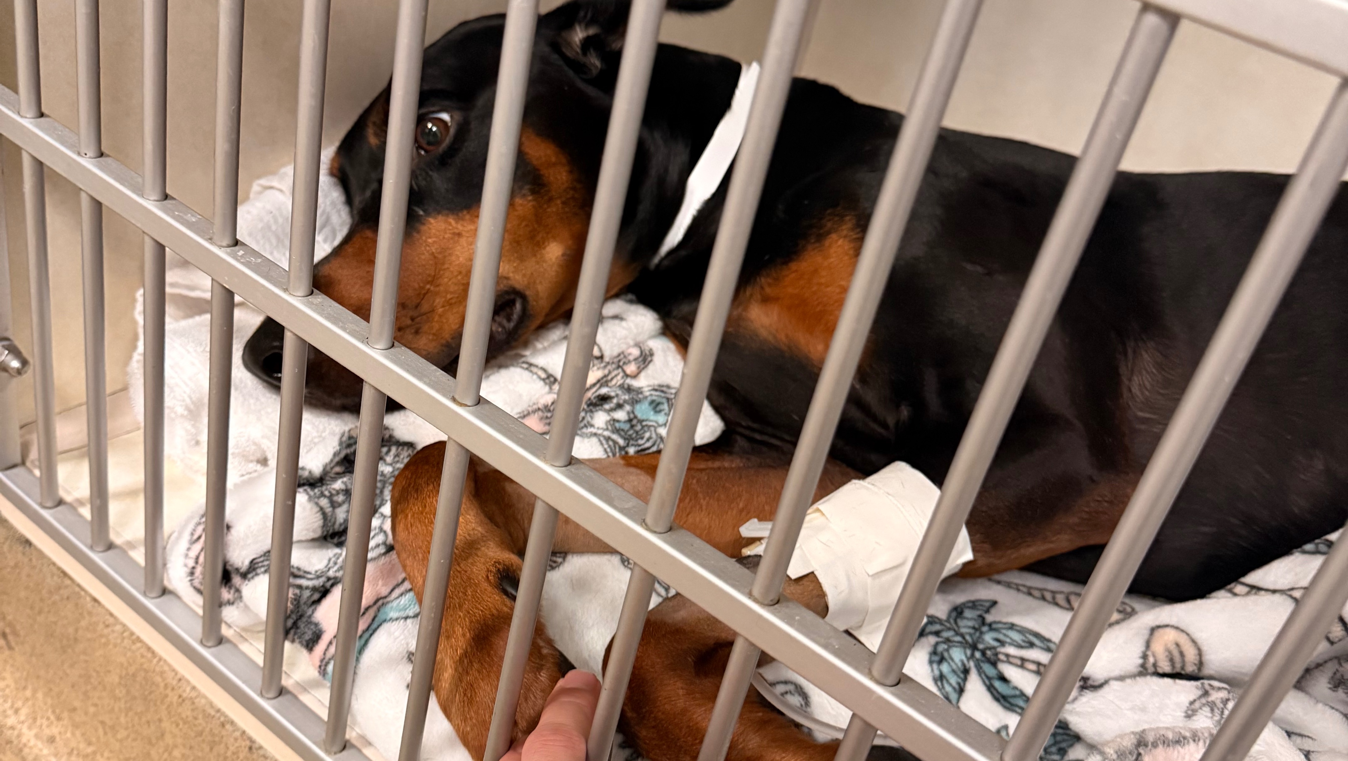 Help our baby Loki Fight Cancer and IMT photo