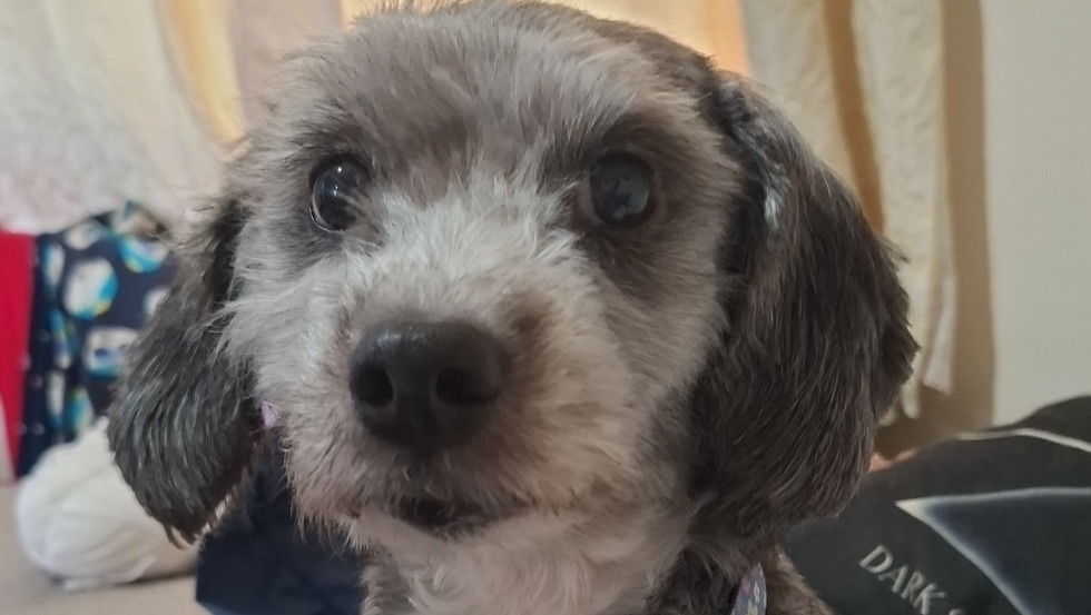 Loki's dental surgery photo