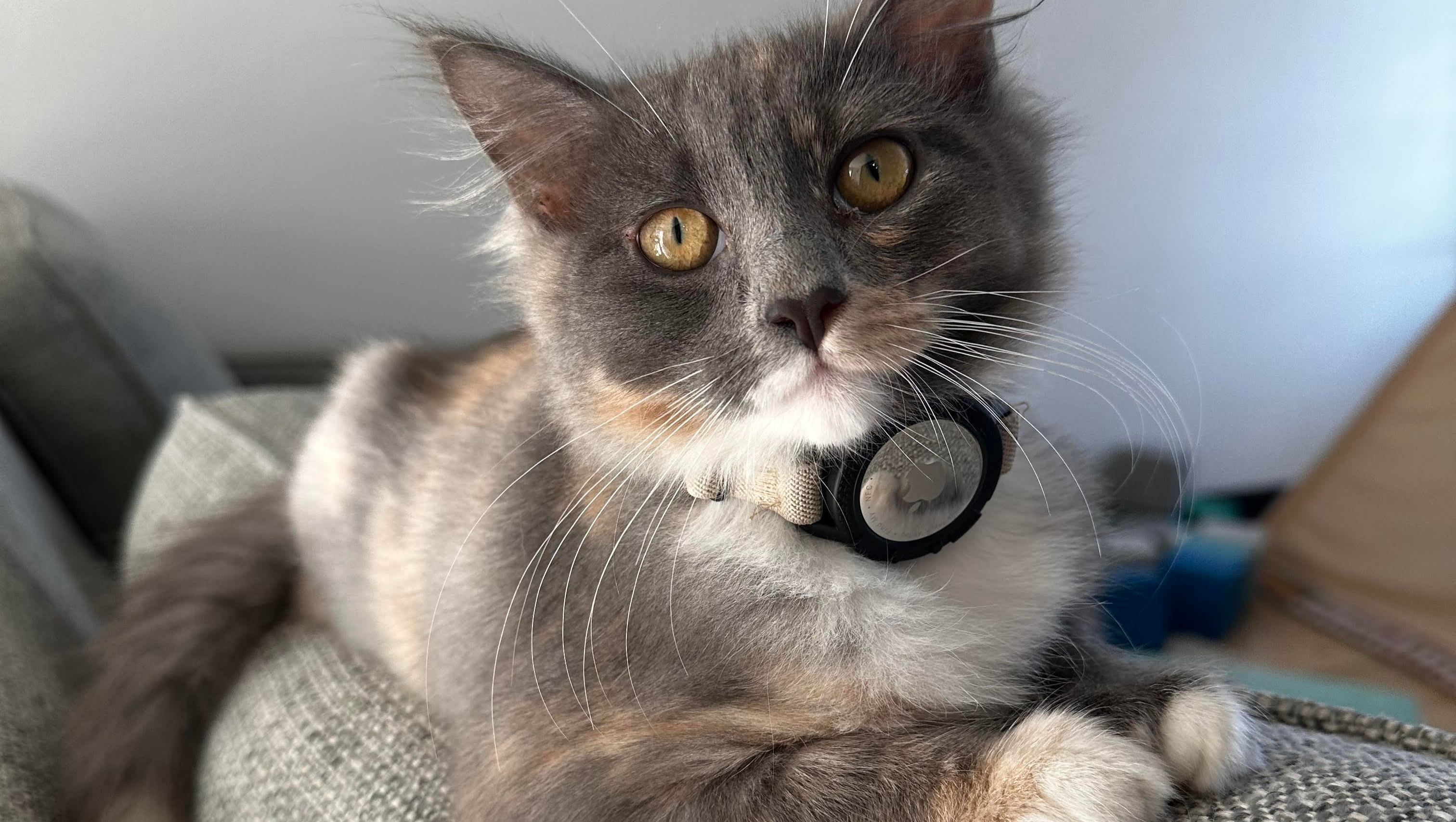 Rosemary’s Tale - The Unspoken Cat of Dutch Bros photo
