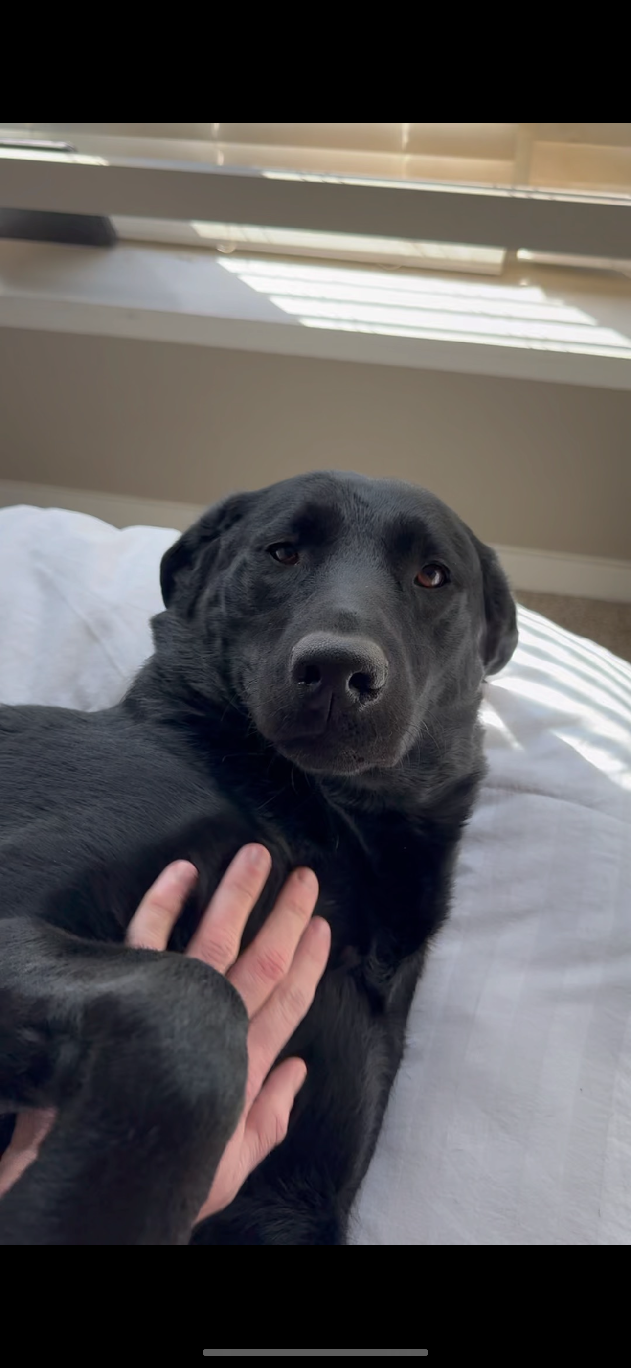 Support Rocky’s Intensive Care Recovery campaign photo, 2 of 5