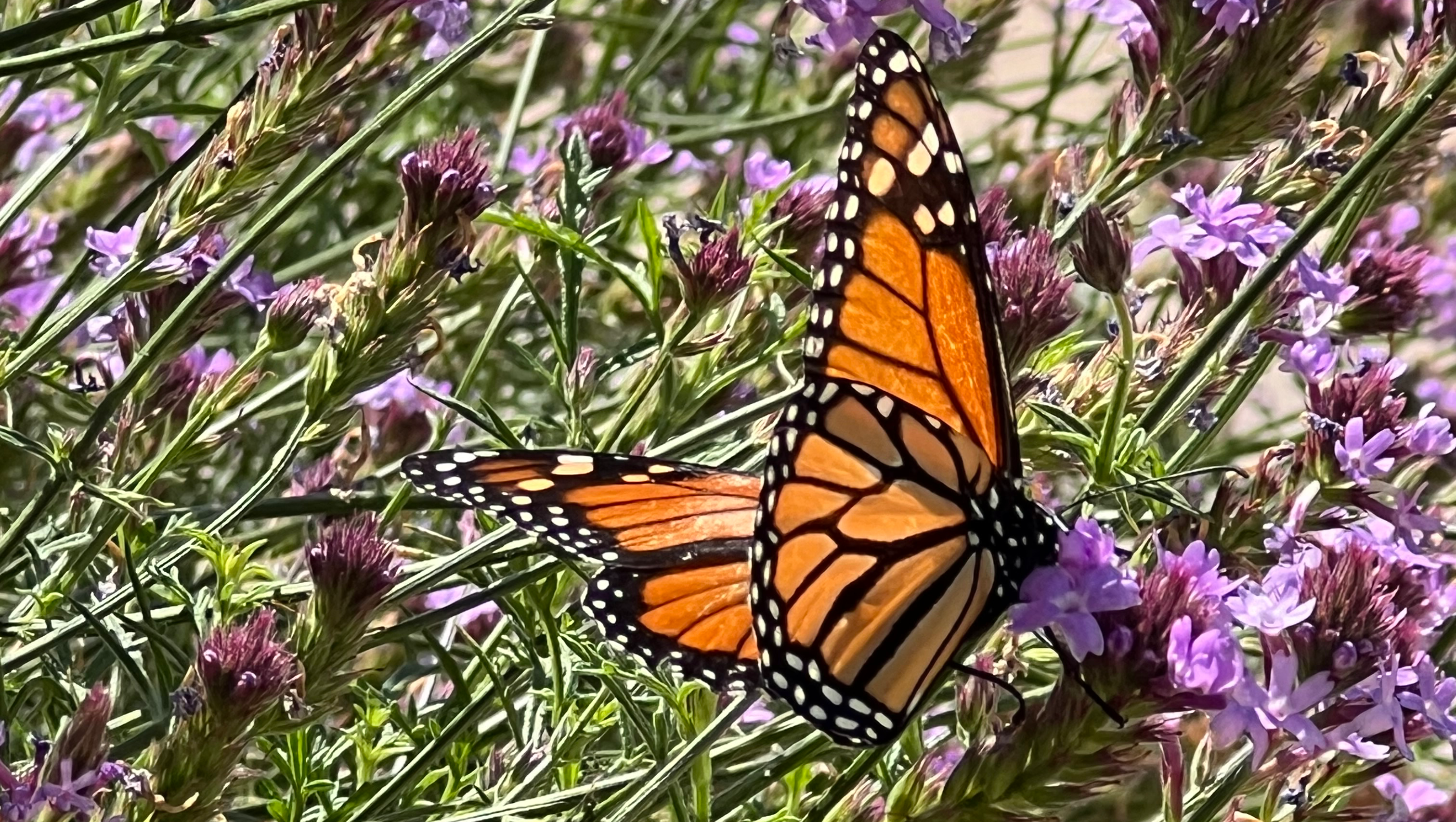 A future without Alzheimers