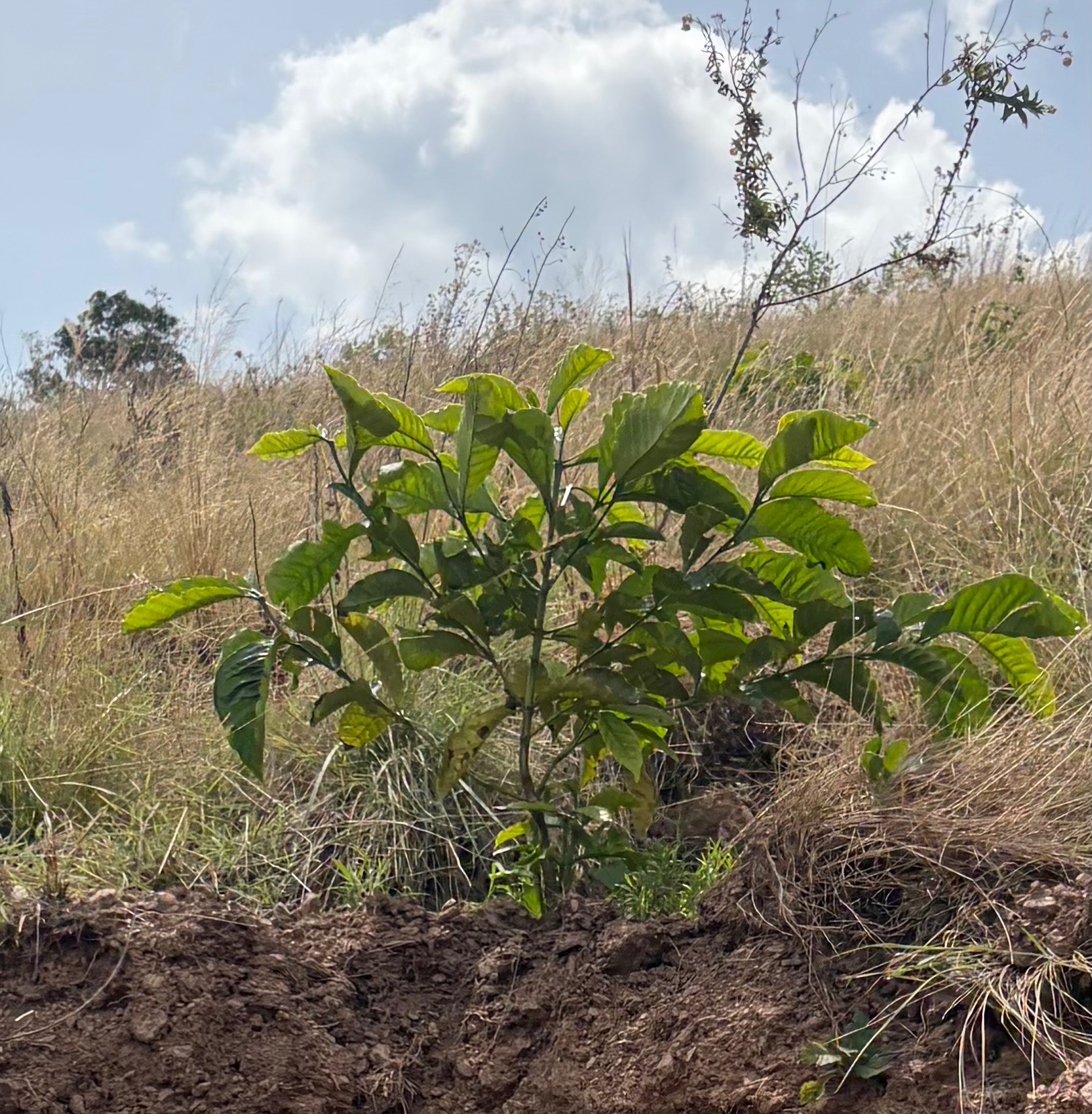 Share the Love: Plant a Coffee Tree Today campaign photo, 4 of 8