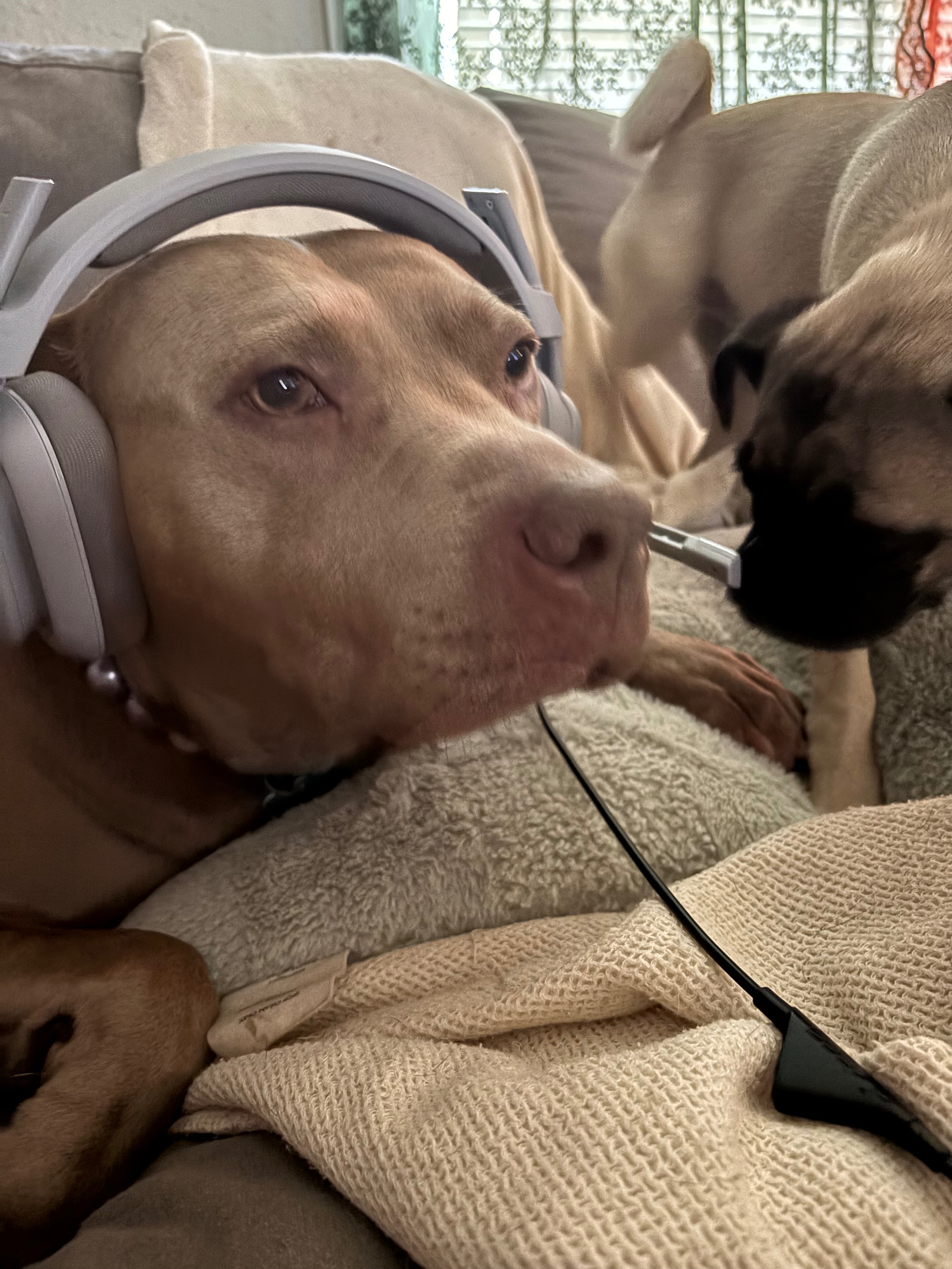 Help Margo Recover from Emergency Surgery campaign photo, 2 of 7