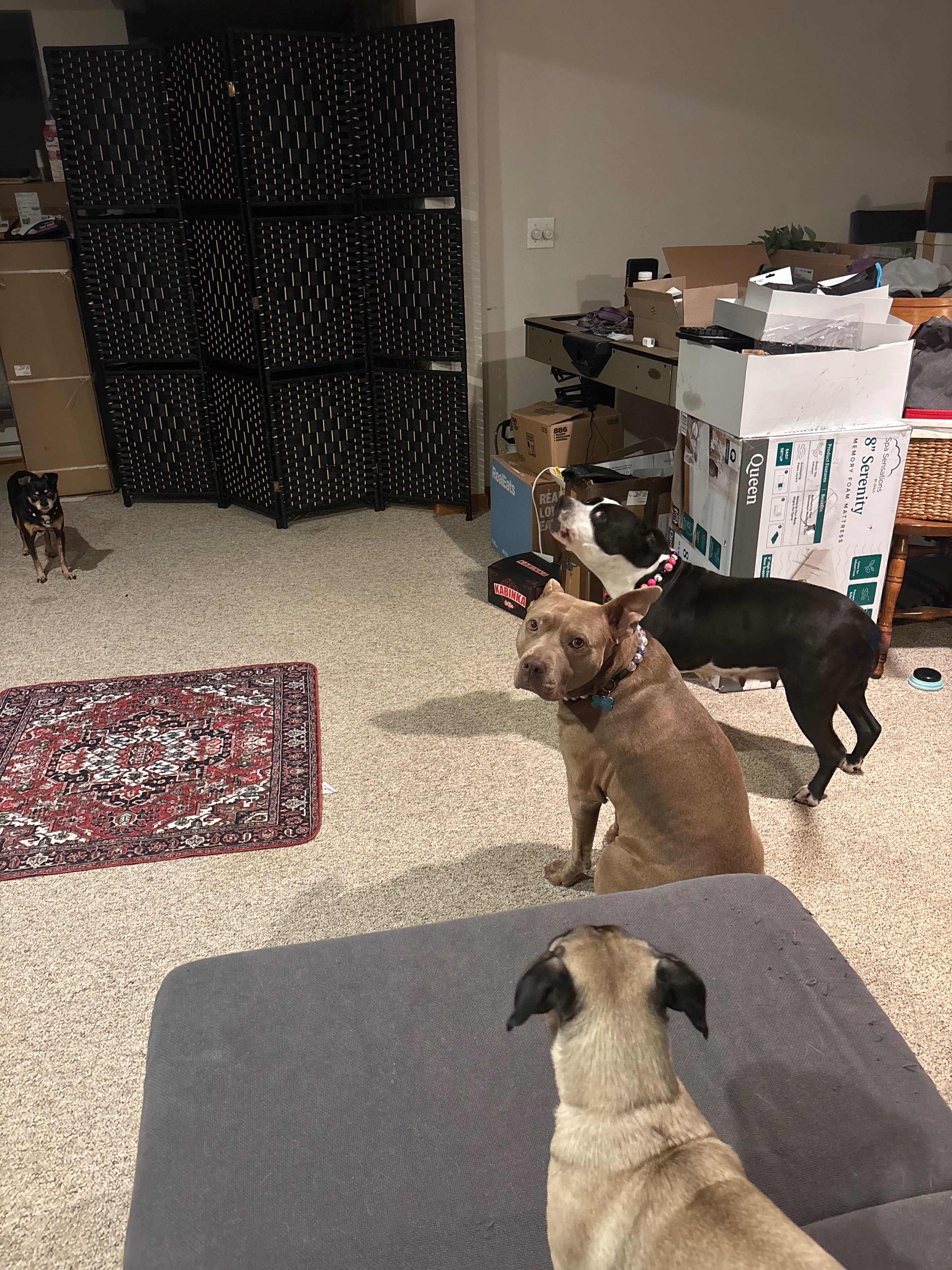 Help Margo Recover from Emergency Surgery campaign photo, 4 of 7