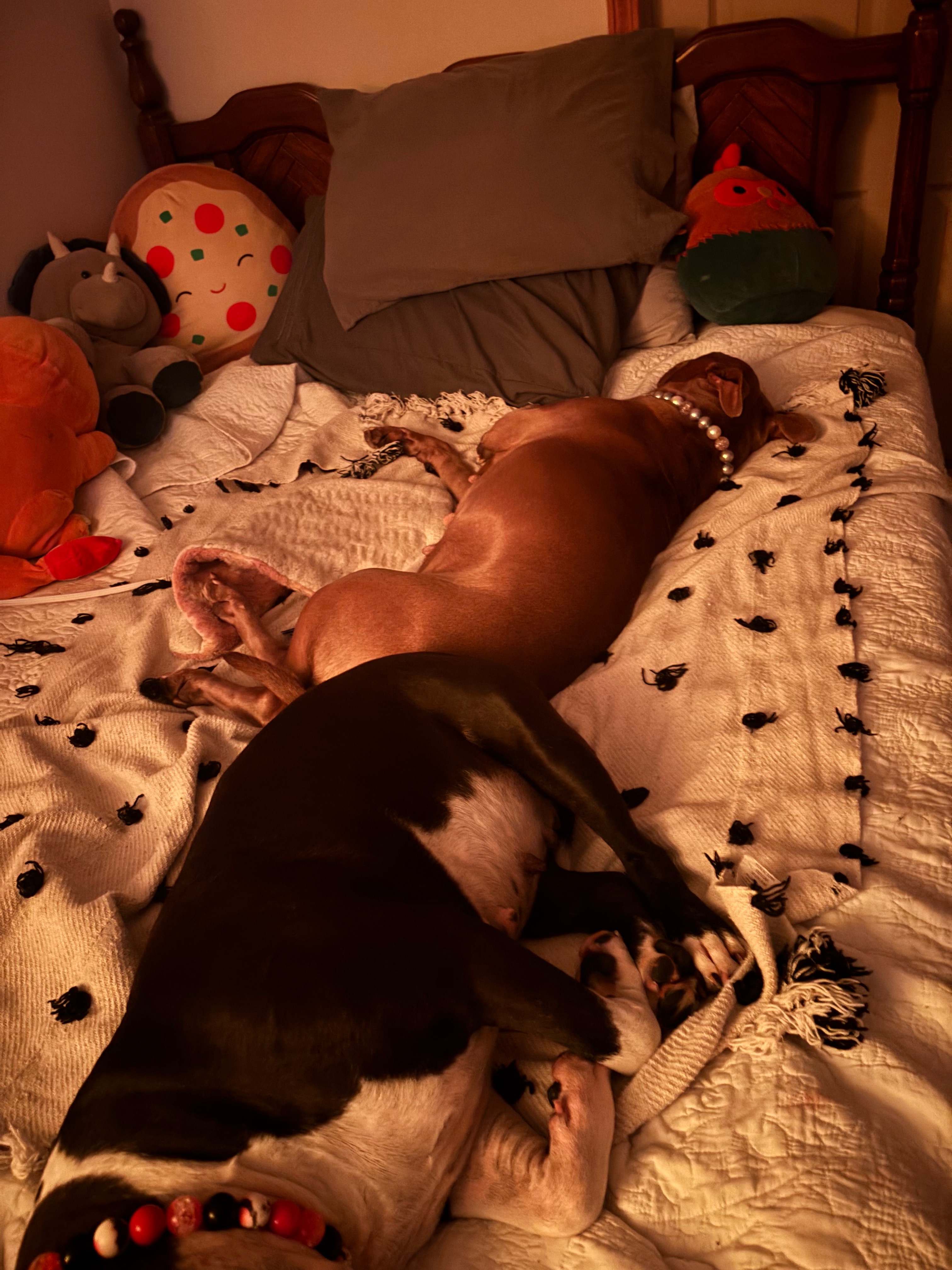 Help Margo Recover from Emergency Surgery campaign photo, 5 of 7