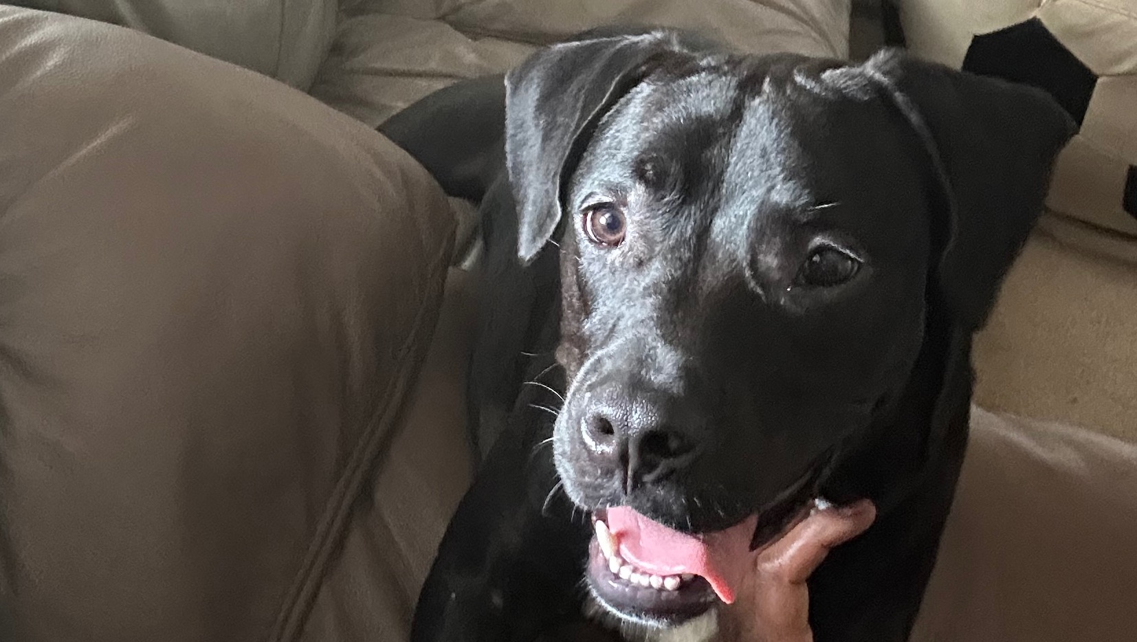 Help Ace Reunite With His Family photo