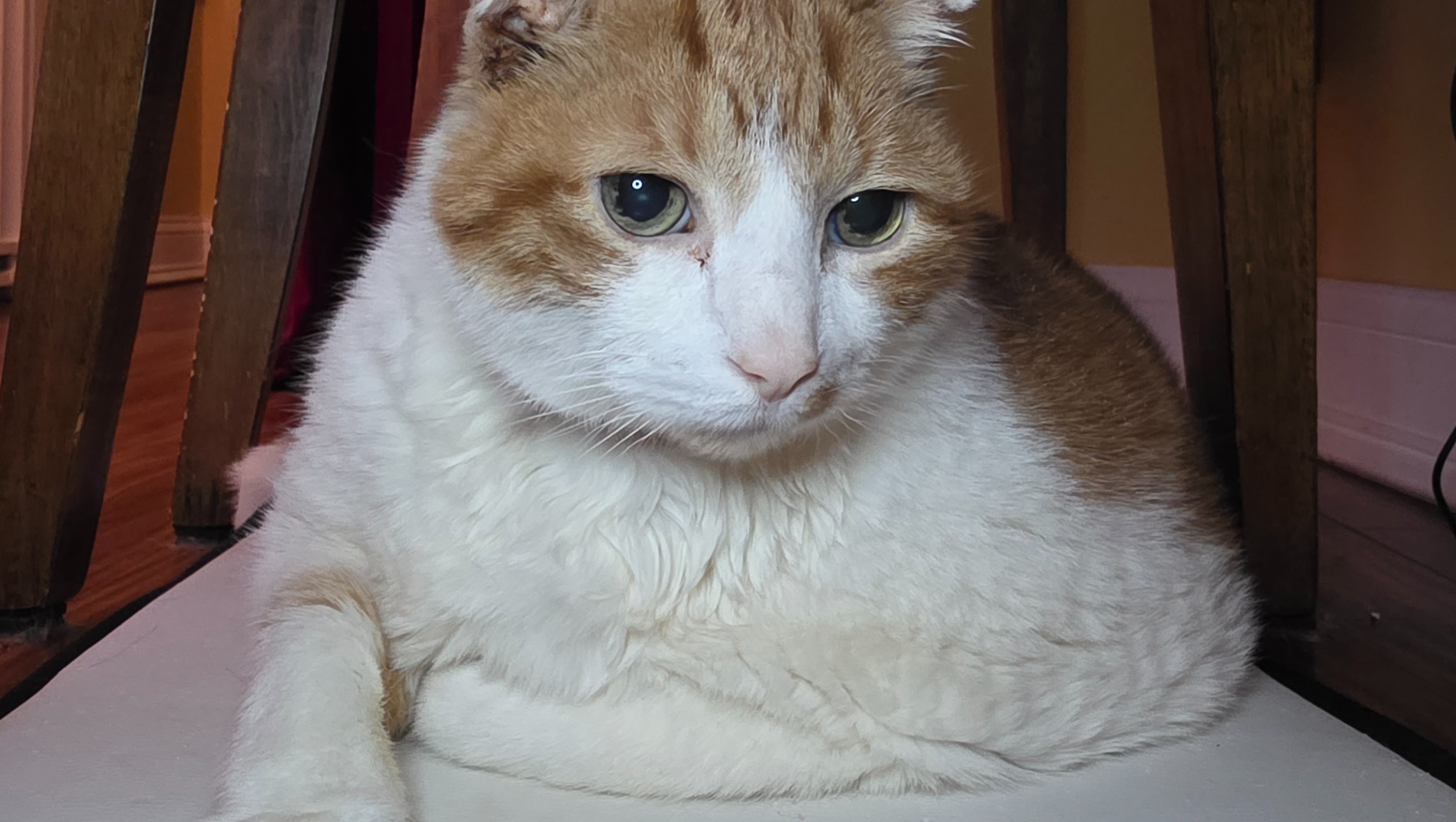 Help Nico Get Lifesaving Heart Care