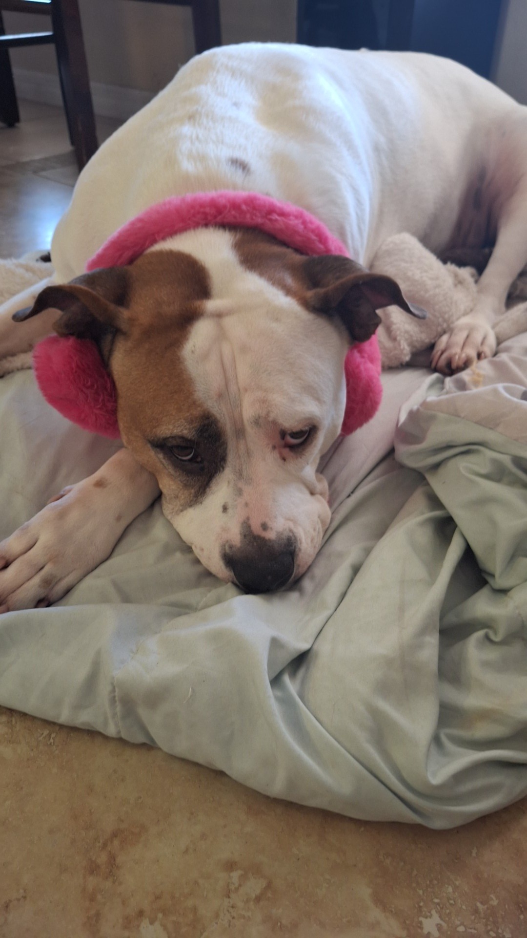 Help Bella Get Urgent Medical Care campaign photo, 4 of 5