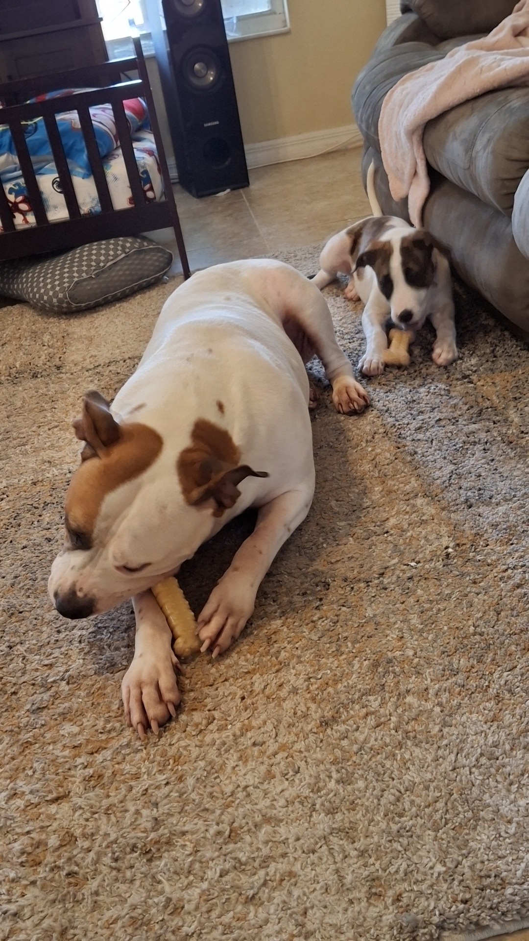Help Bella Get Urgent Medical Care campaign photo, 2 of 5