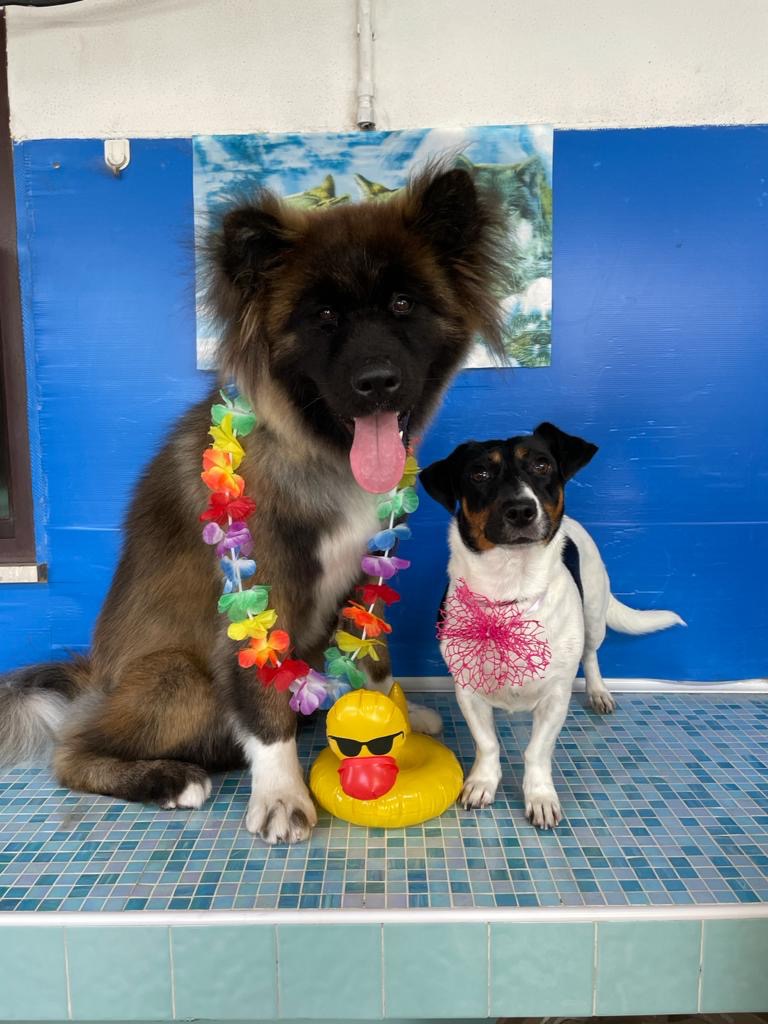Cure veterinarie per Frida e Zoe campaign photo, 6 of 7