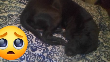 Please help my friend my boy get get well Smokey my dog photo