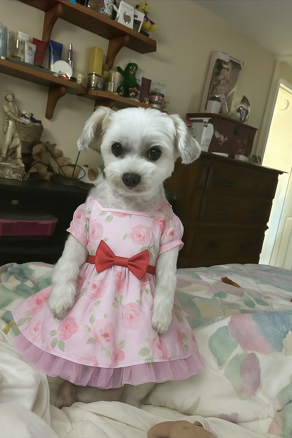 Help Tinkerbell Get Lifesaving Vet Care campaign photo, 4 of 5