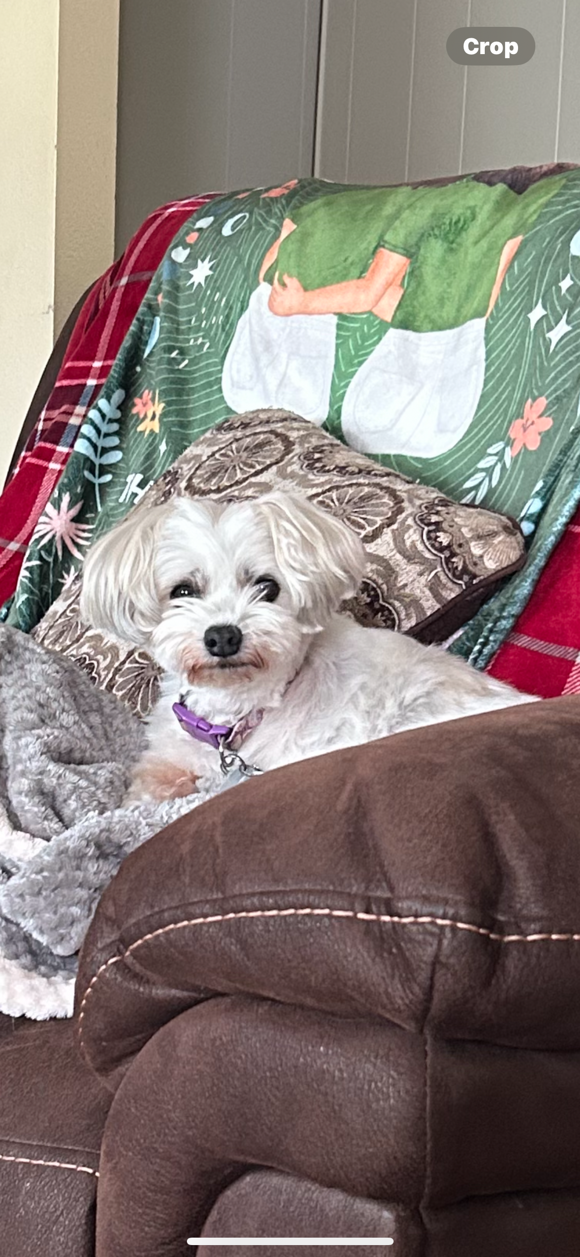 Help Tinkerbell Get Lifesaving Vet Care campaign photo, 2 of 5