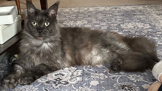 Keep Barbara and Her Cat Safe photo