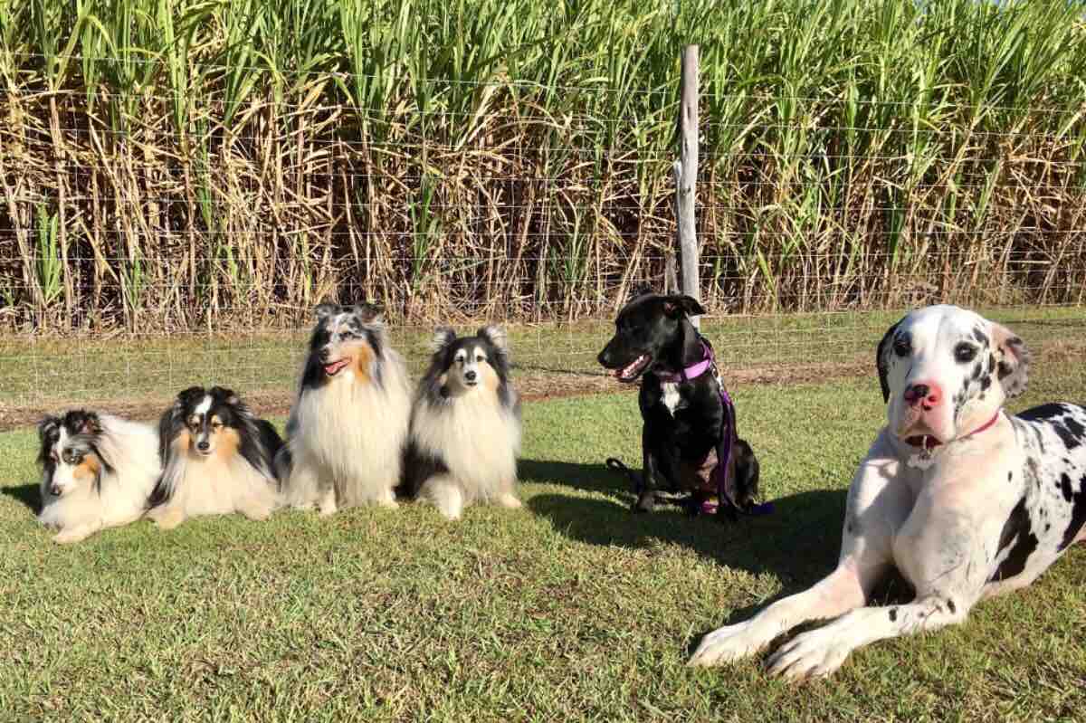 Fundraiser by Chloe Seymour Moranbah pound dog to PTSD service dog